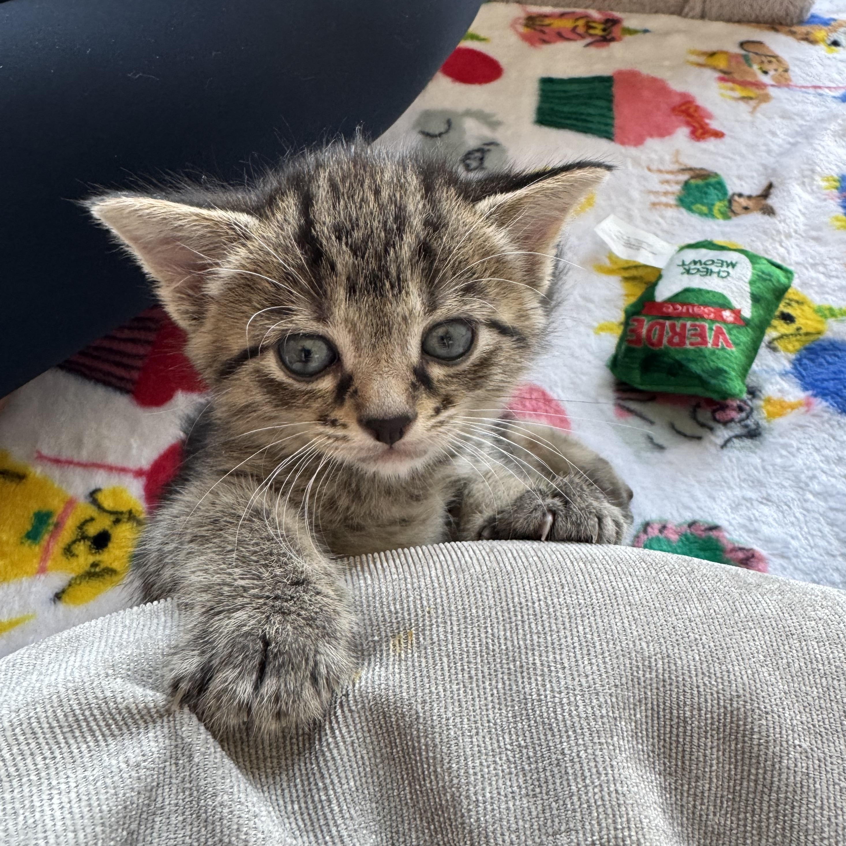 Miss Honey, an adopted Domestic Short Hair in Milwaukee, WI image 3/6