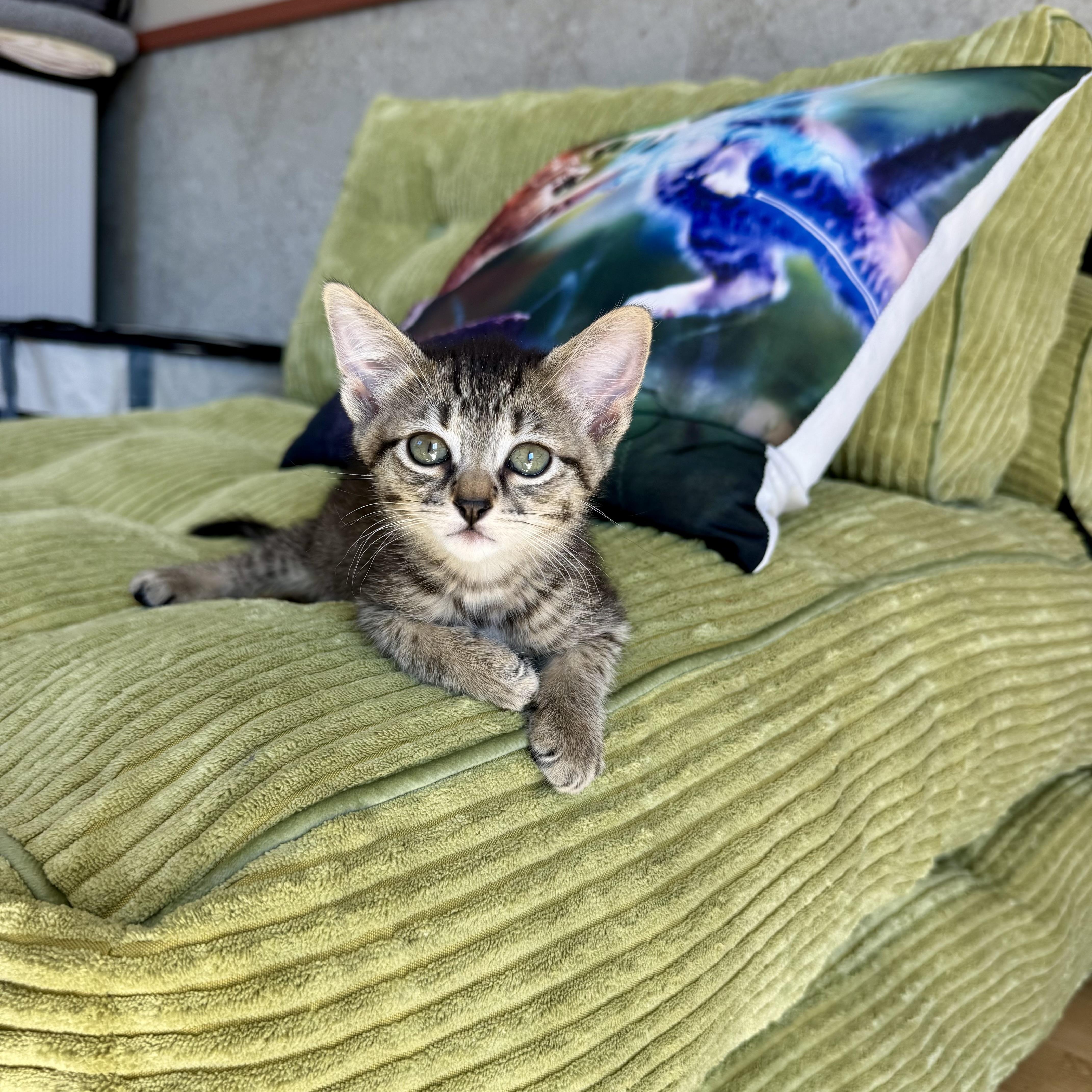 Miss Honey, an adopted Domestic Short Hair in Milwaukee, WI image 2/6