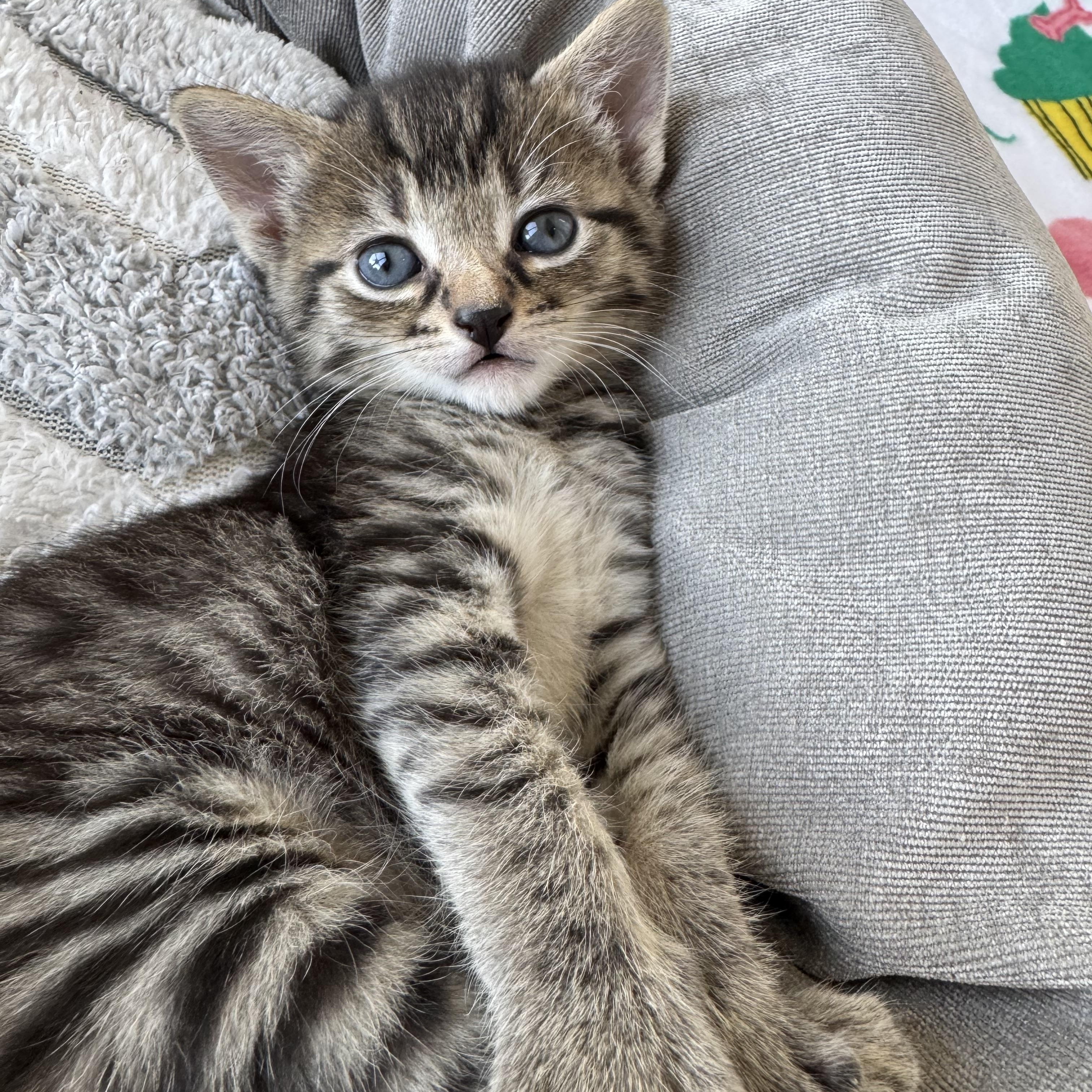 Miss Honey, an adopted Domestic Short Hair in Milwaukee, WI image 1/6