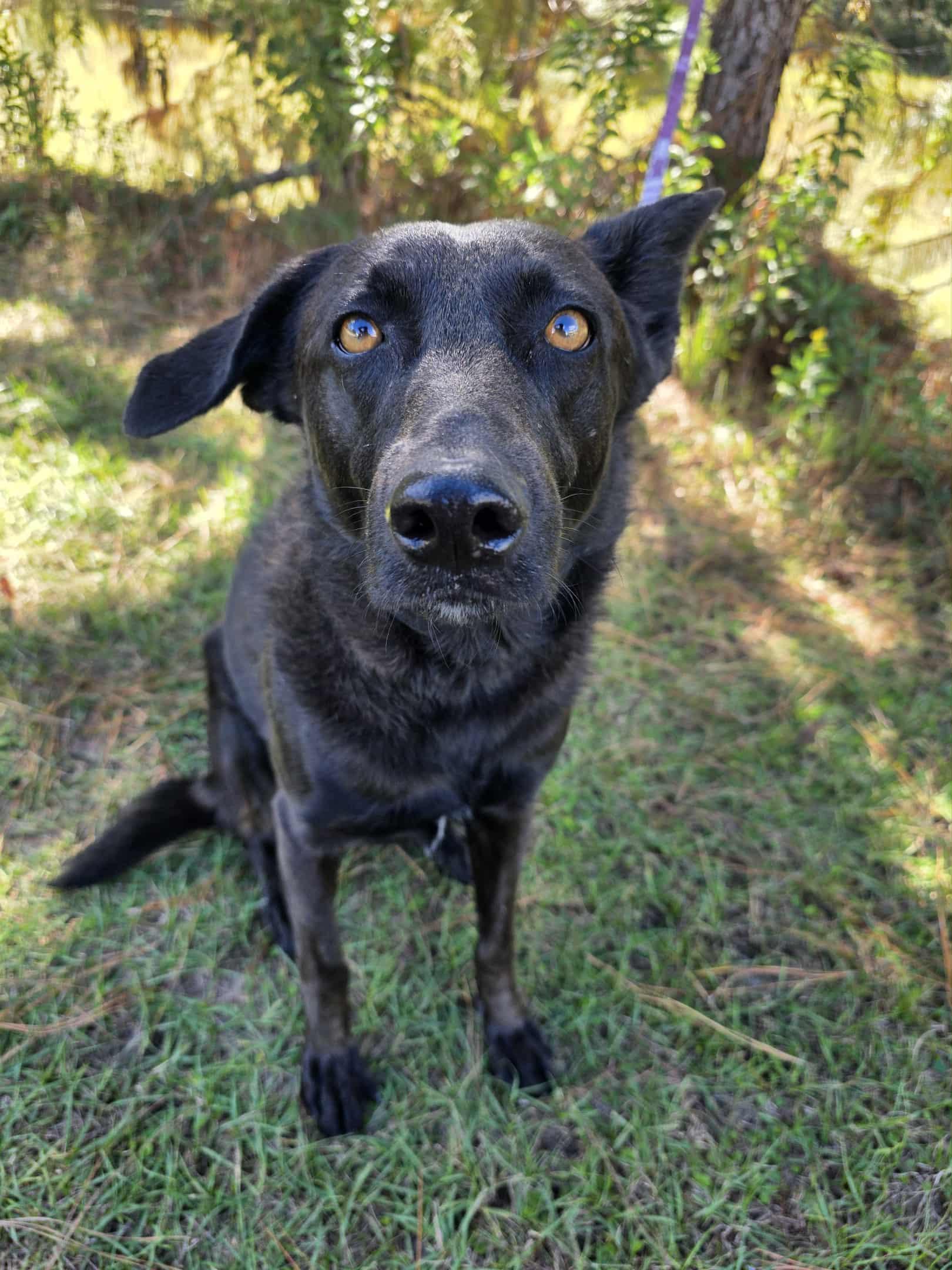 Enlarge Rousseau, a Adoptable mixed breed in Albion, MI image 5/6