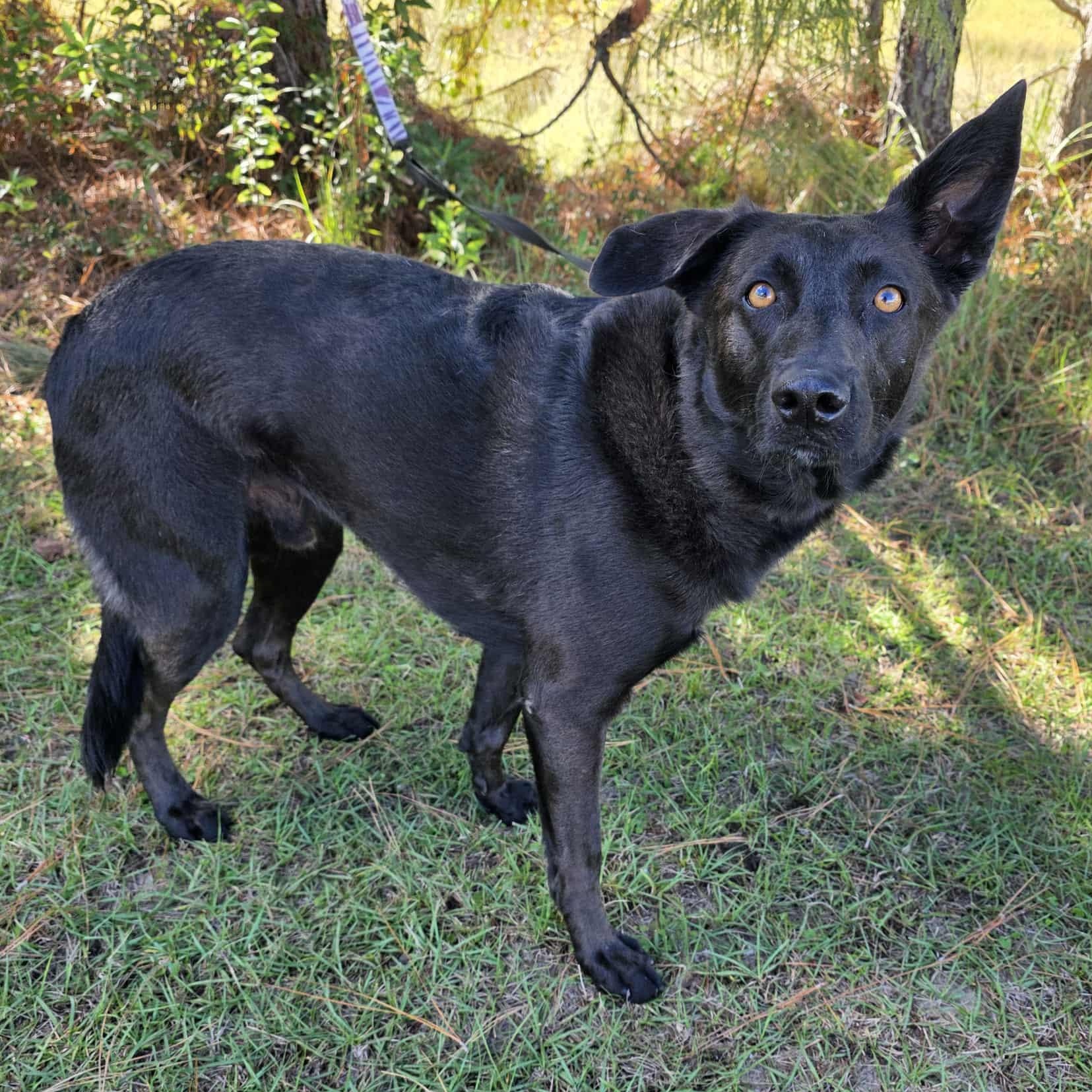 Enlarge Rousseau, a Adoptable mixed breed in Albion, MI image 2/6