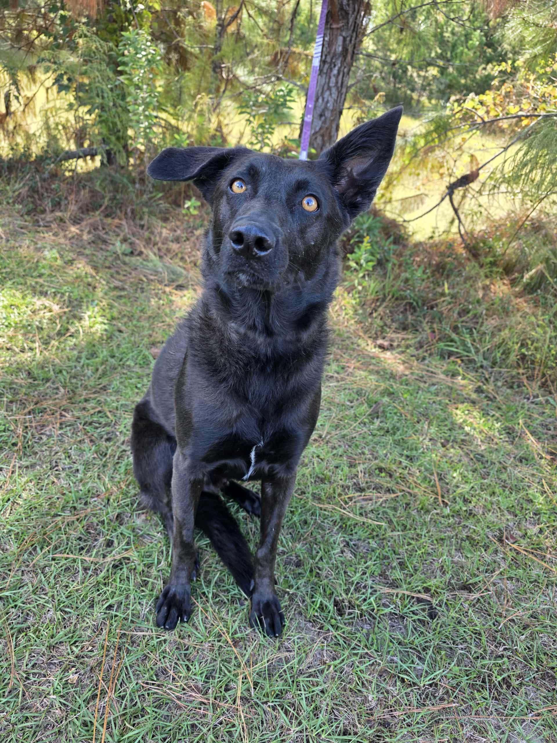 Enlarge Rousseau, a Adoptable mixed breed in Albion, MI image 4/6