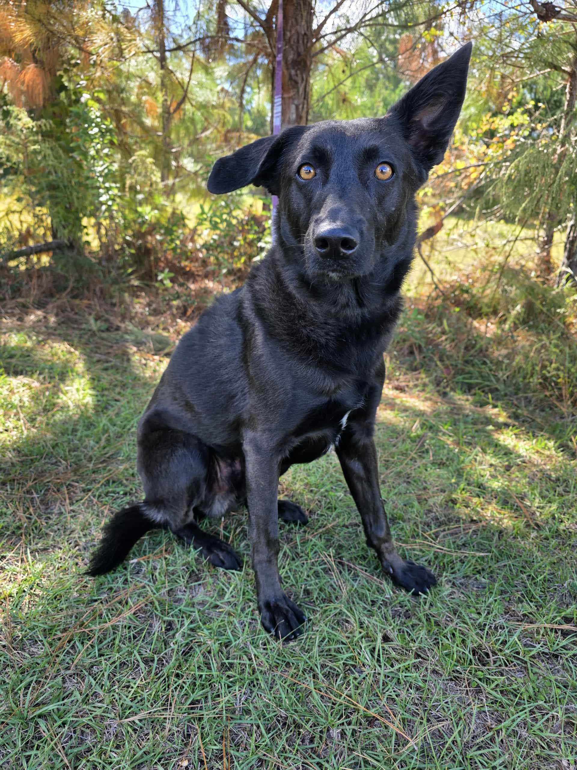 Enlarge Rousseau, a Adoptable mixed breed in Albion, MI image 6/6