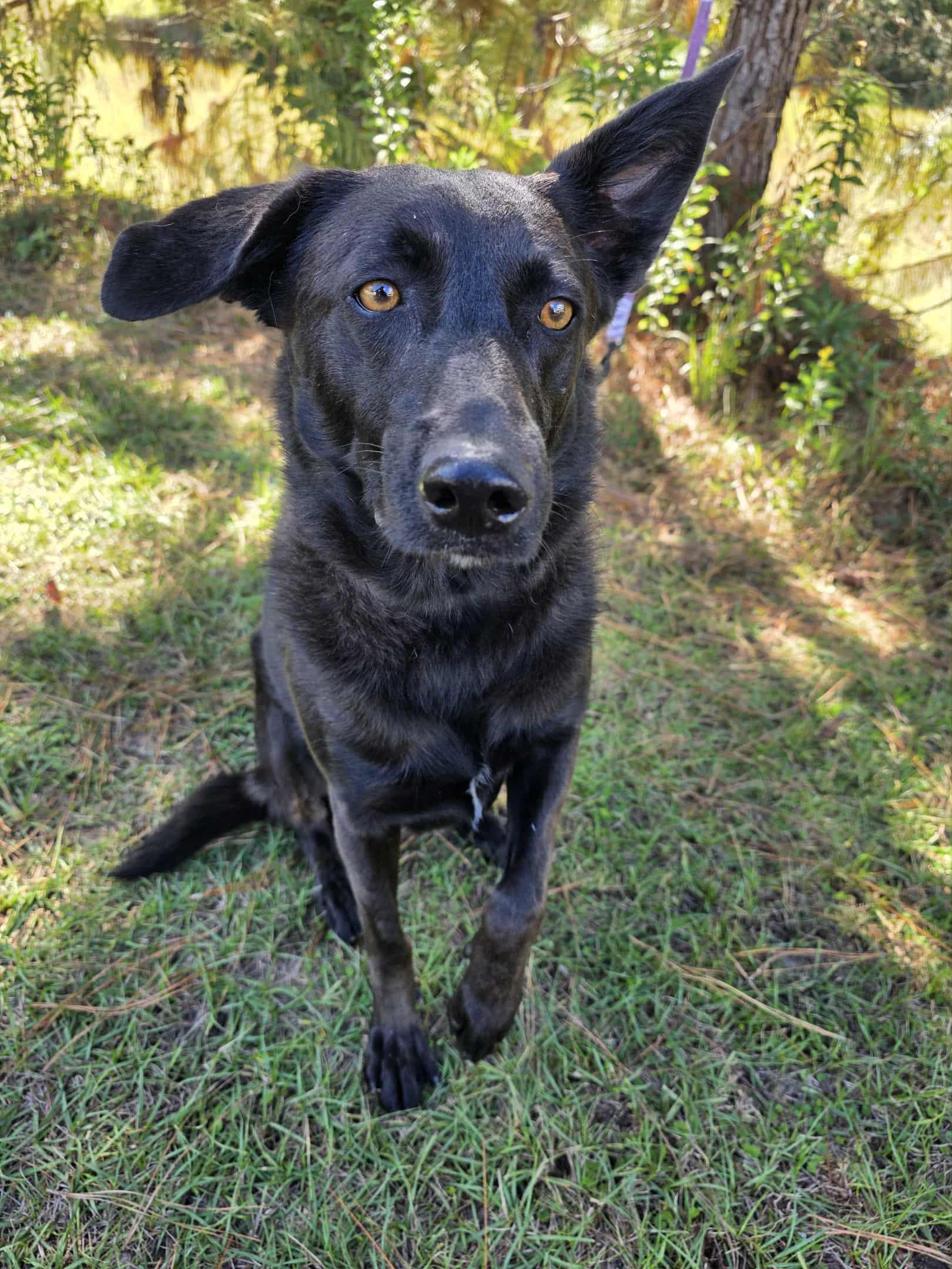 Rousseau, Adoptable, Young Male Labrador Retriever & German Shepherd Dog.