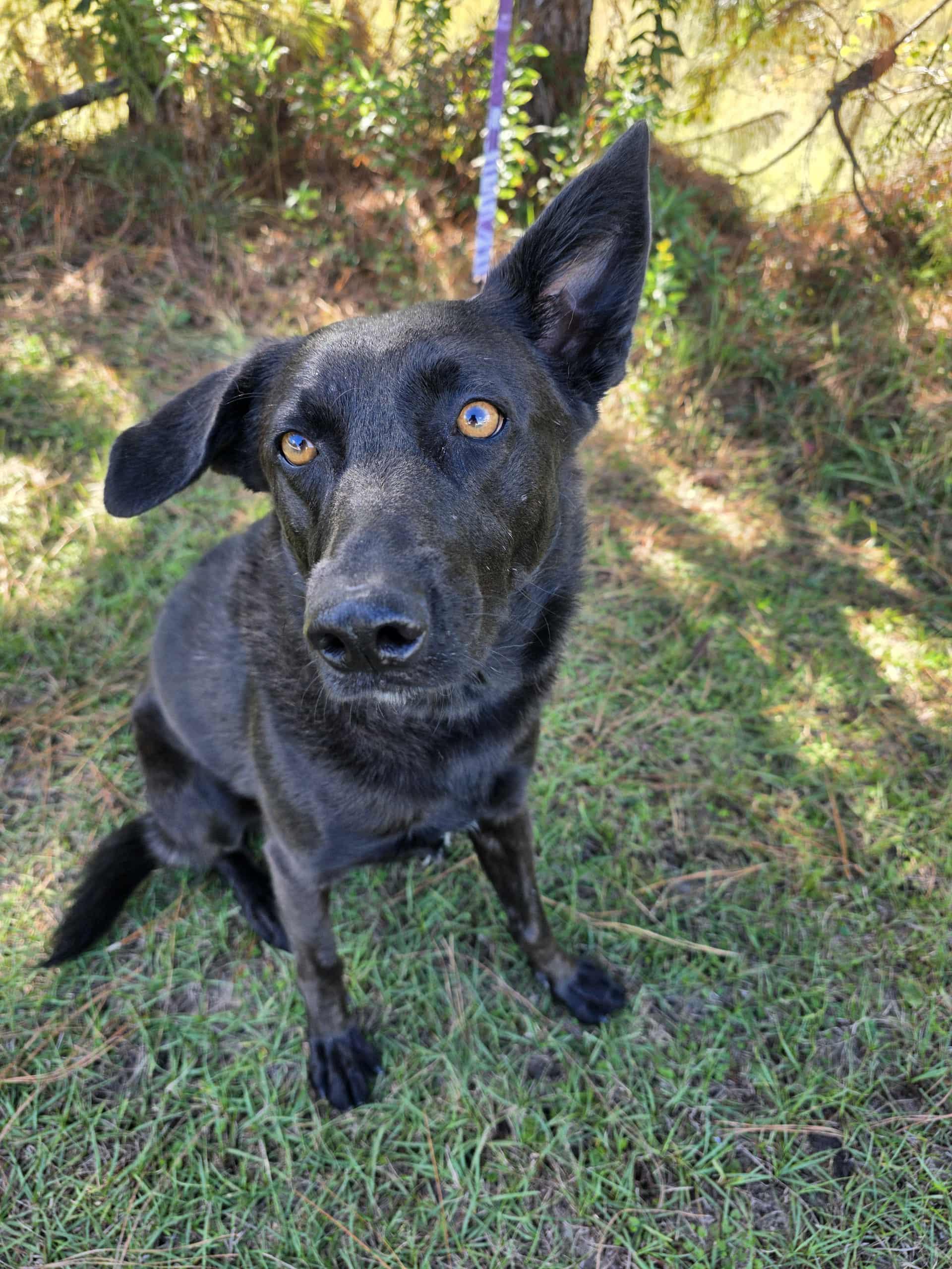 Enlarge Rousseau, a Adoptable mixed breed in Albion, MI image 3/6