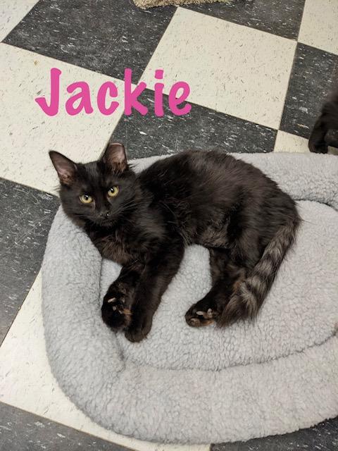 Jackie, ADOPTABLE, Kitten Female American Shorthair.