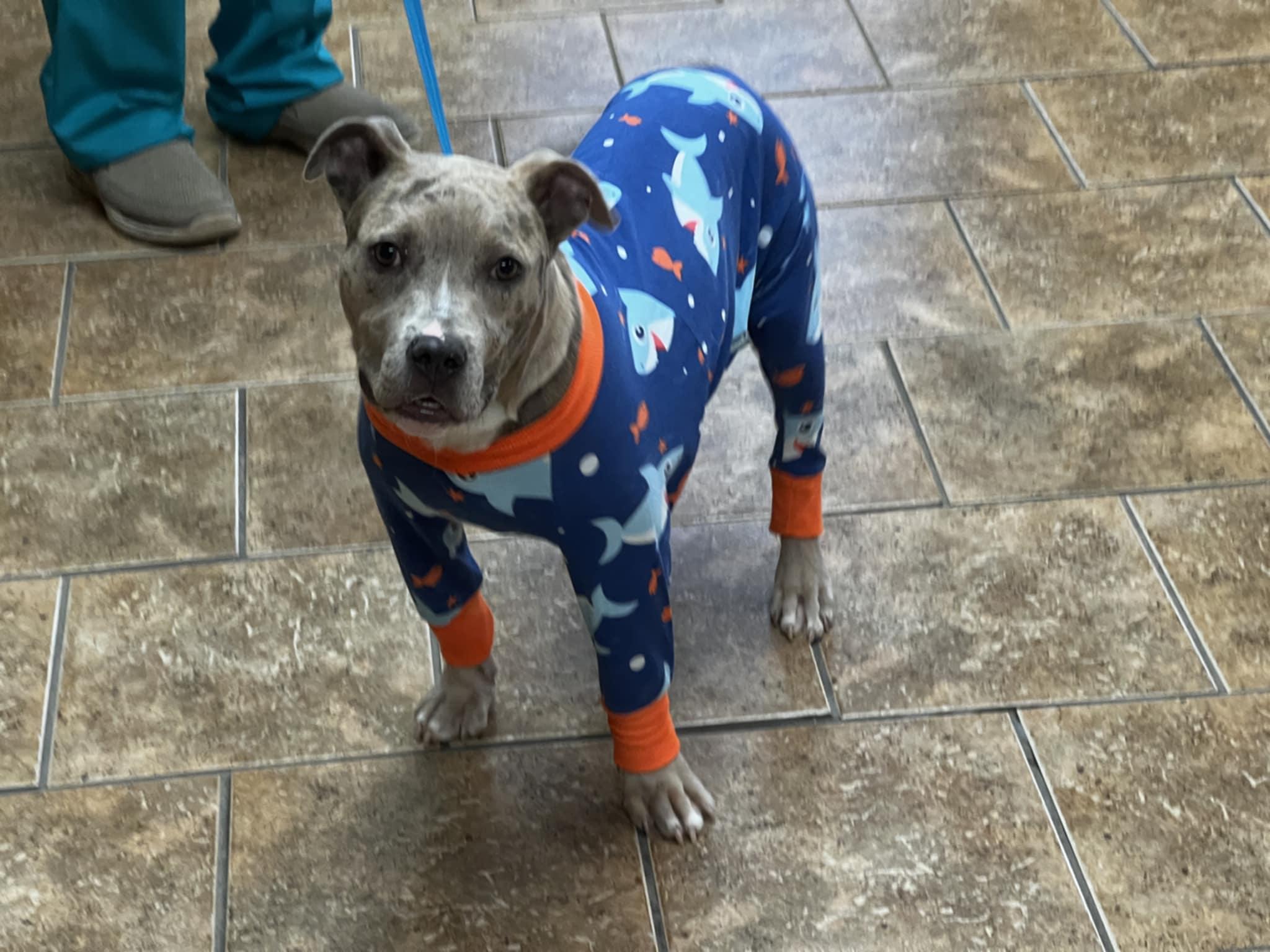 Enlarge Lulu, a Adopted mixed breed in Memphis, TN image 2/5