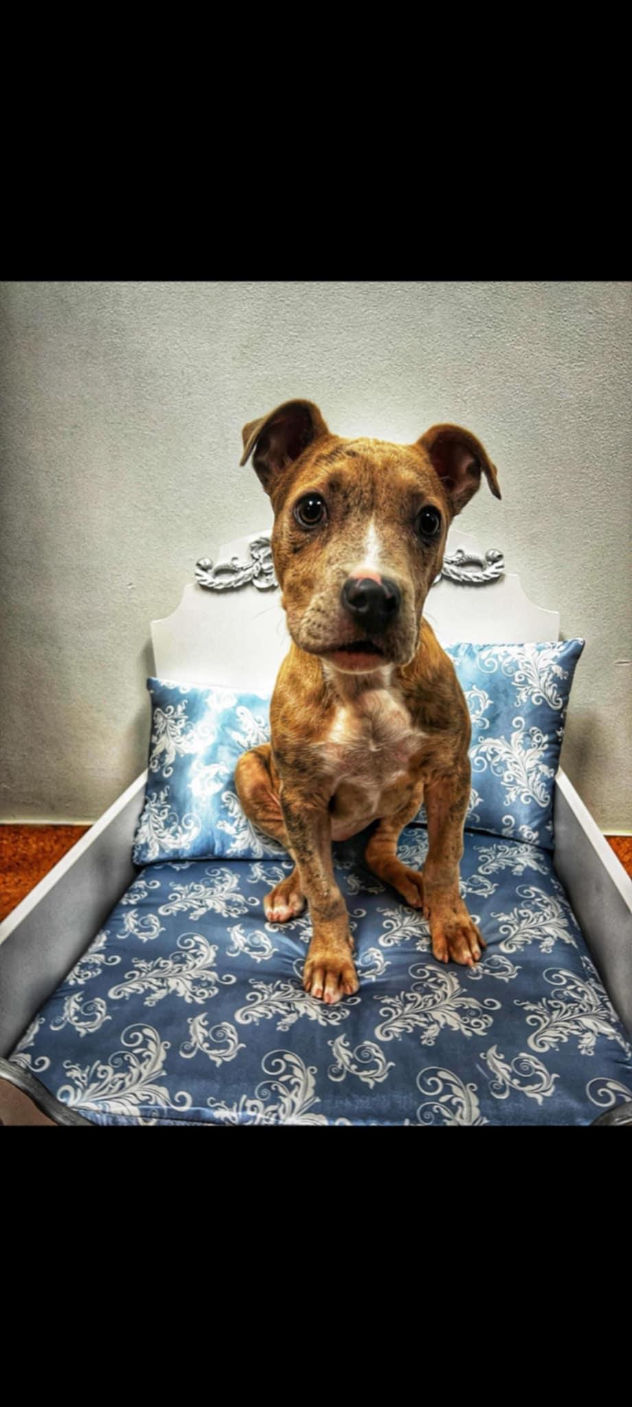 Enlarge Lulu, a Adopted mixed breed in Memphis, TN image 3/5