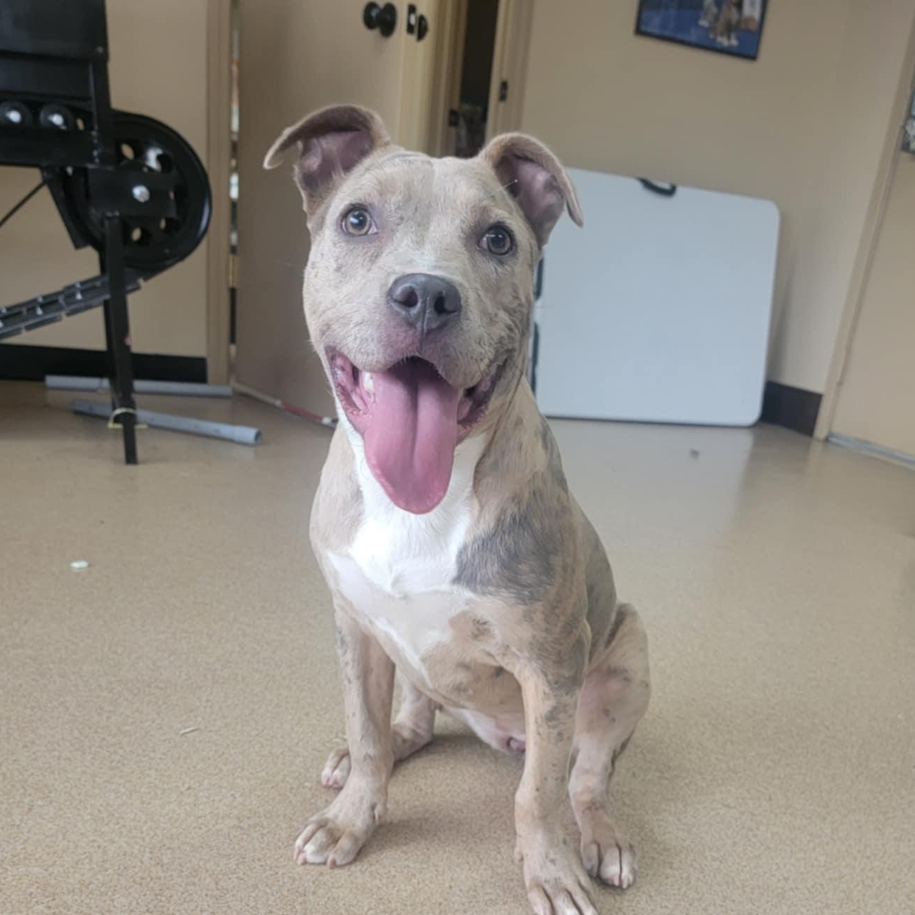 Lulu, Adopted, Young Female Mixed Breed.