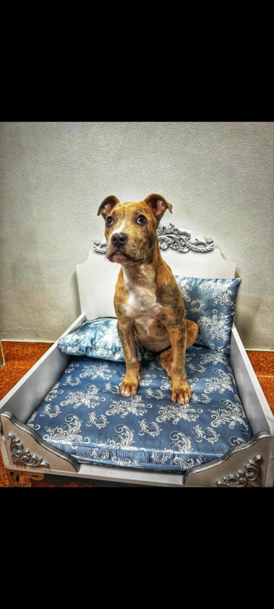 Enlarge Lulu, a Adopted mixed breed in Memphis, TN image 4/5