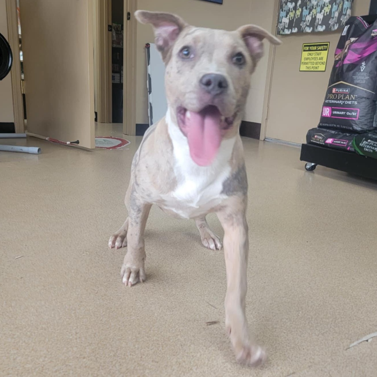 Enlarge Lulu, a Adopted mixed breed in Memphis, TN image 5/5