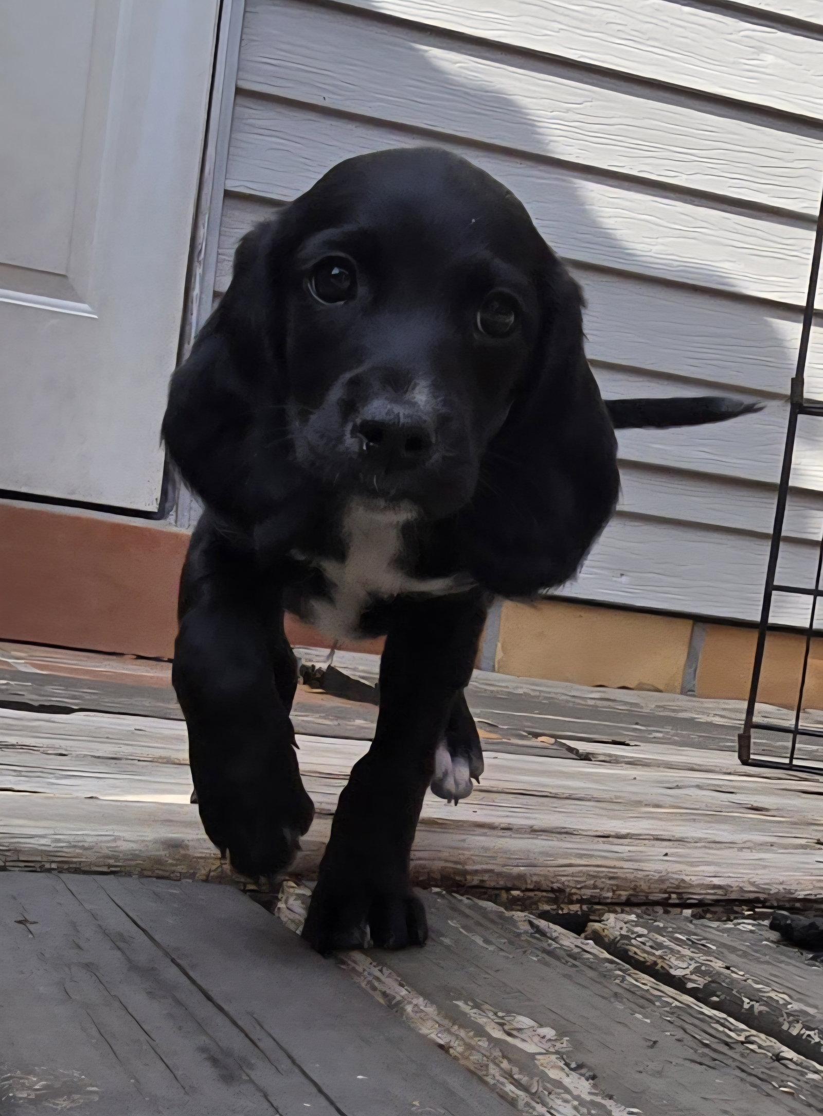 Enlarge Eleven's Pup Gummy, a Adoptable mixed breed in Tampa, FL image 2/2