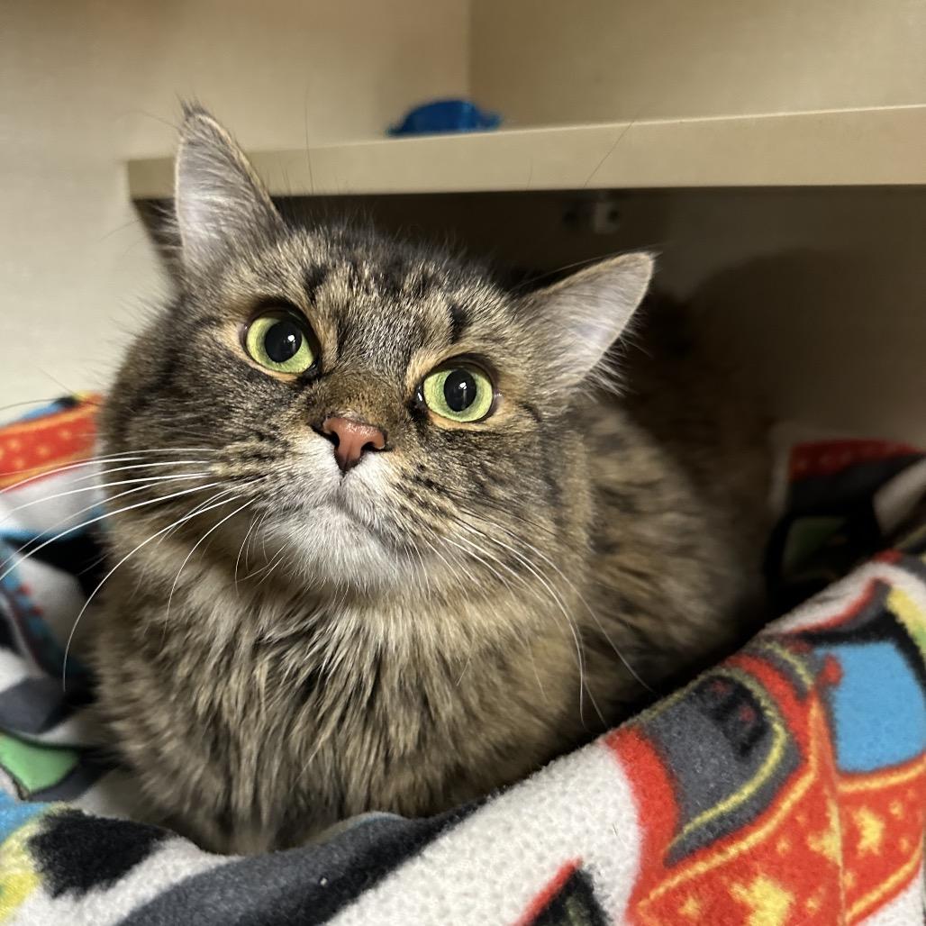 Baby, Adoptable, Adult Female Domestic Medium Hair.