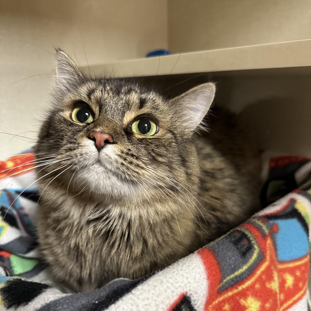 Baby, a Adoptable Domestic Medium Hair in Spokane, WA image 2/6