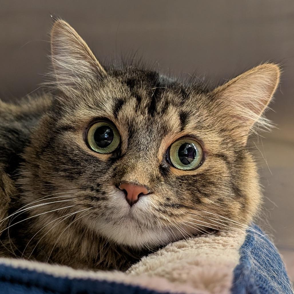 Baby, a Adoptable Domestic Medium Hair in Spokane, WA image 3/6