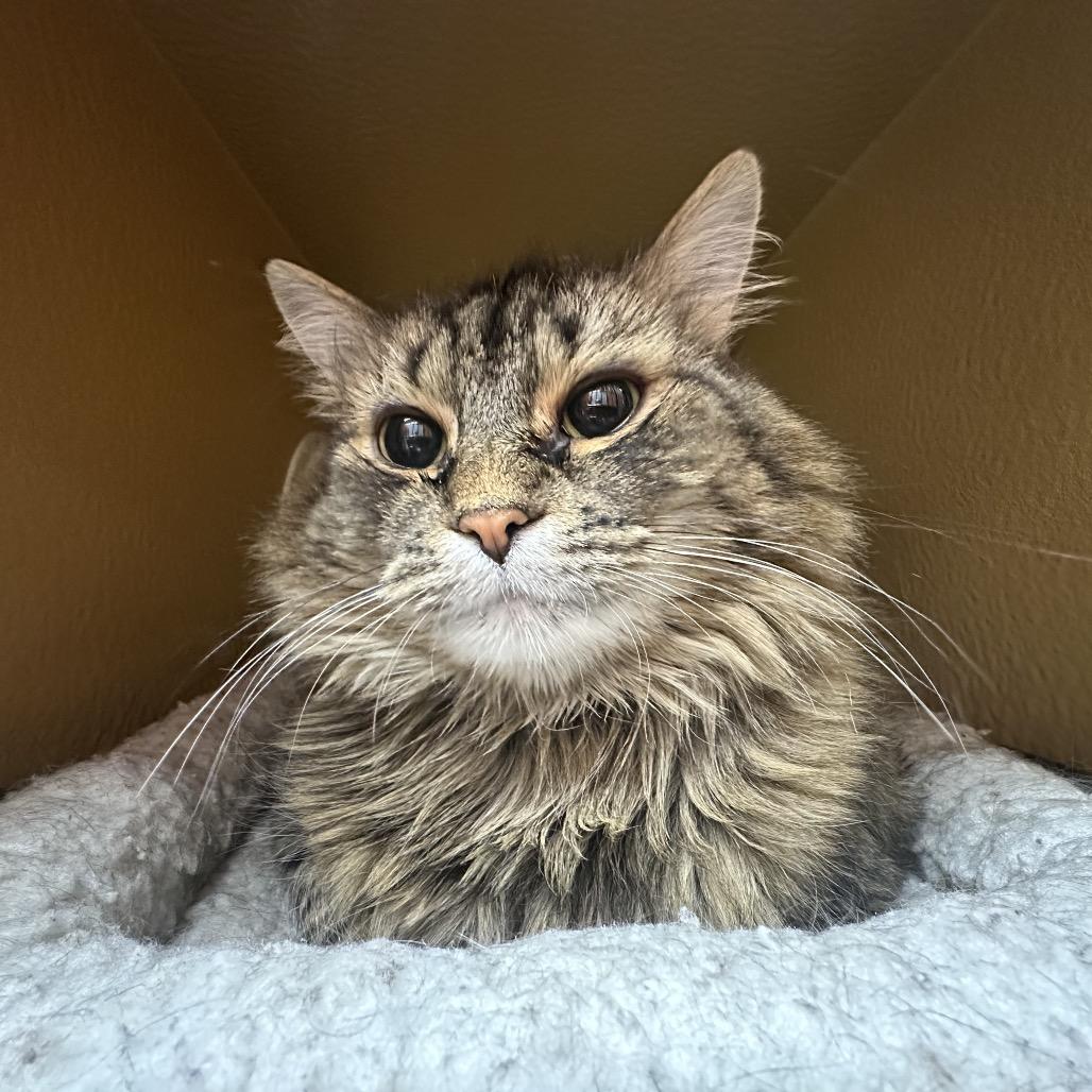 Enlarge Baby, a Adoptable Domestic Medium Hair in Spokane, WA image 4/6