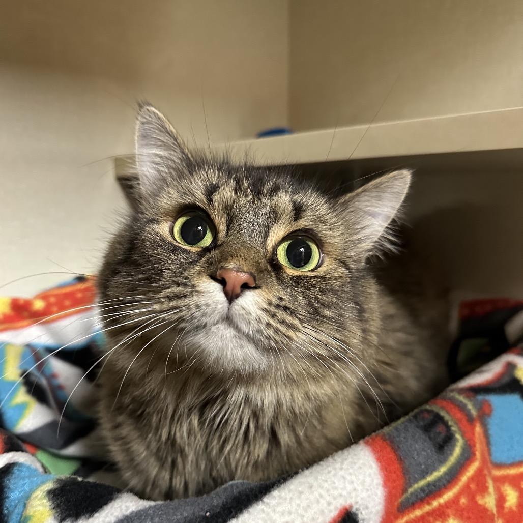 Baby, a Adoptable Domestic Medium Hair in Spokane, WA image 4/6