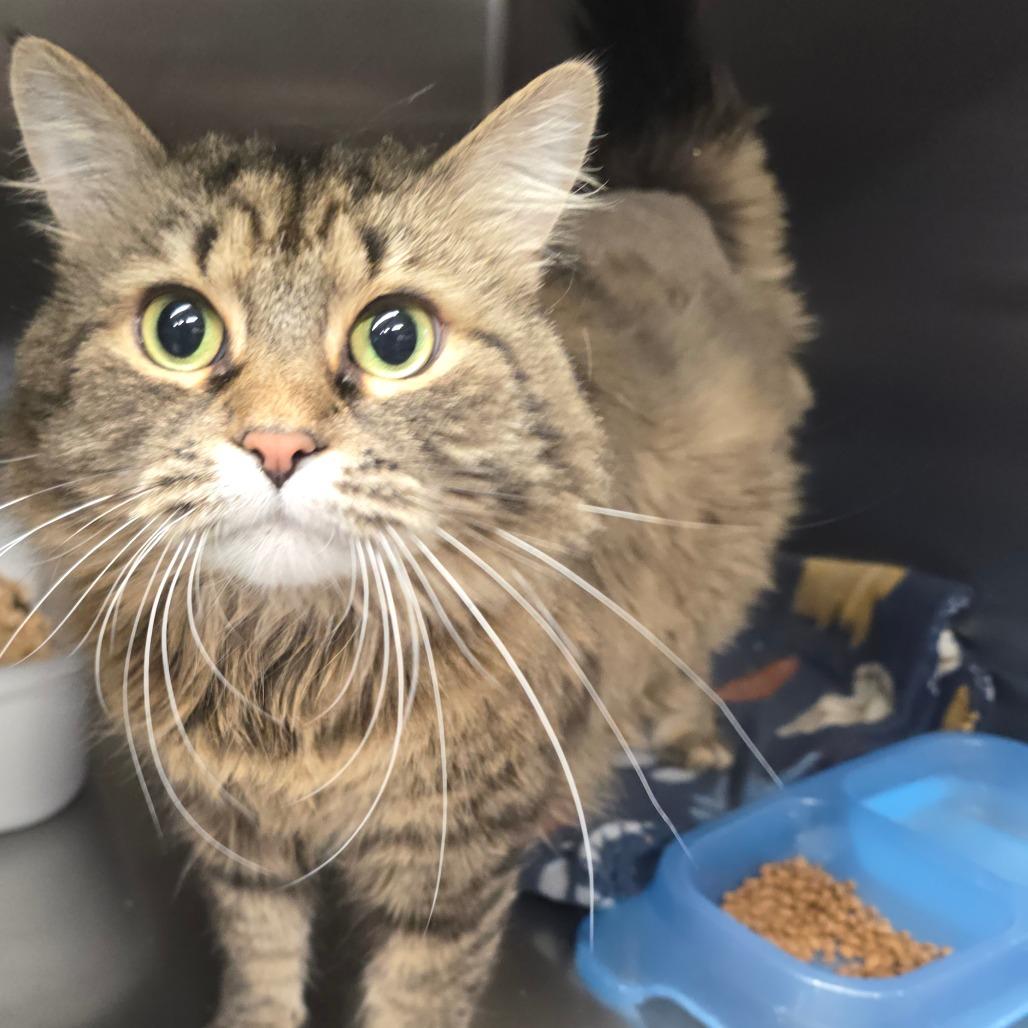Baby, a Adoptable Domestic Medium Hair in Spokane, WA image 5/6