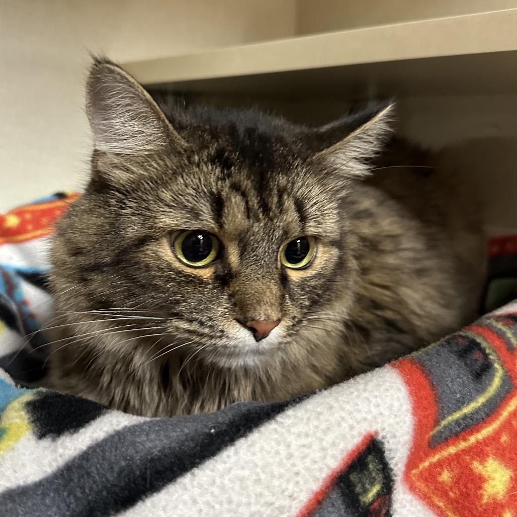 Baby, a Adoptable Domestic Medium Hair in Spokane, WA image 6/6