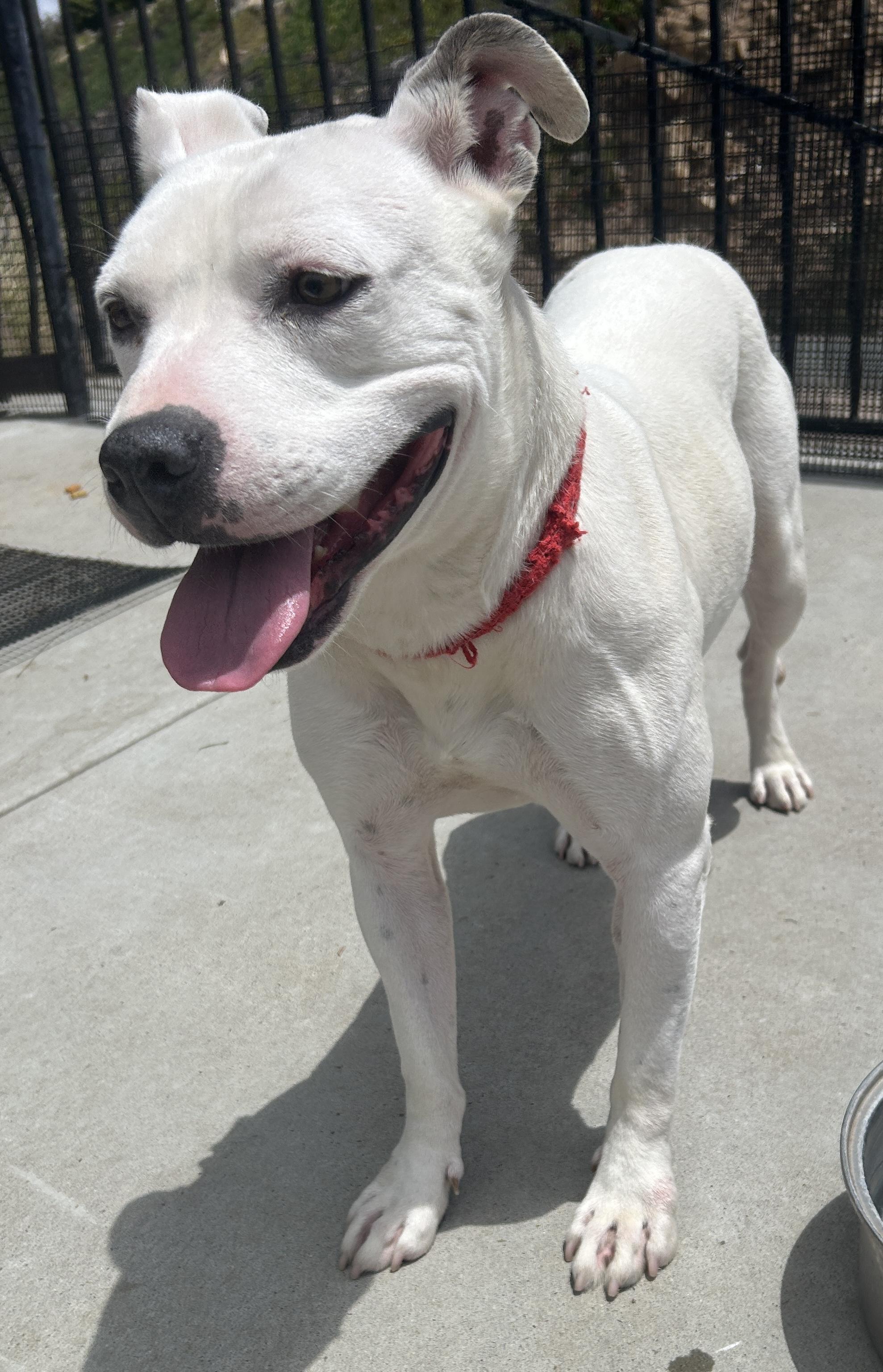 FLOWER, a ADOPTABLE mixed breed in El Cajon, CA image 1/6
