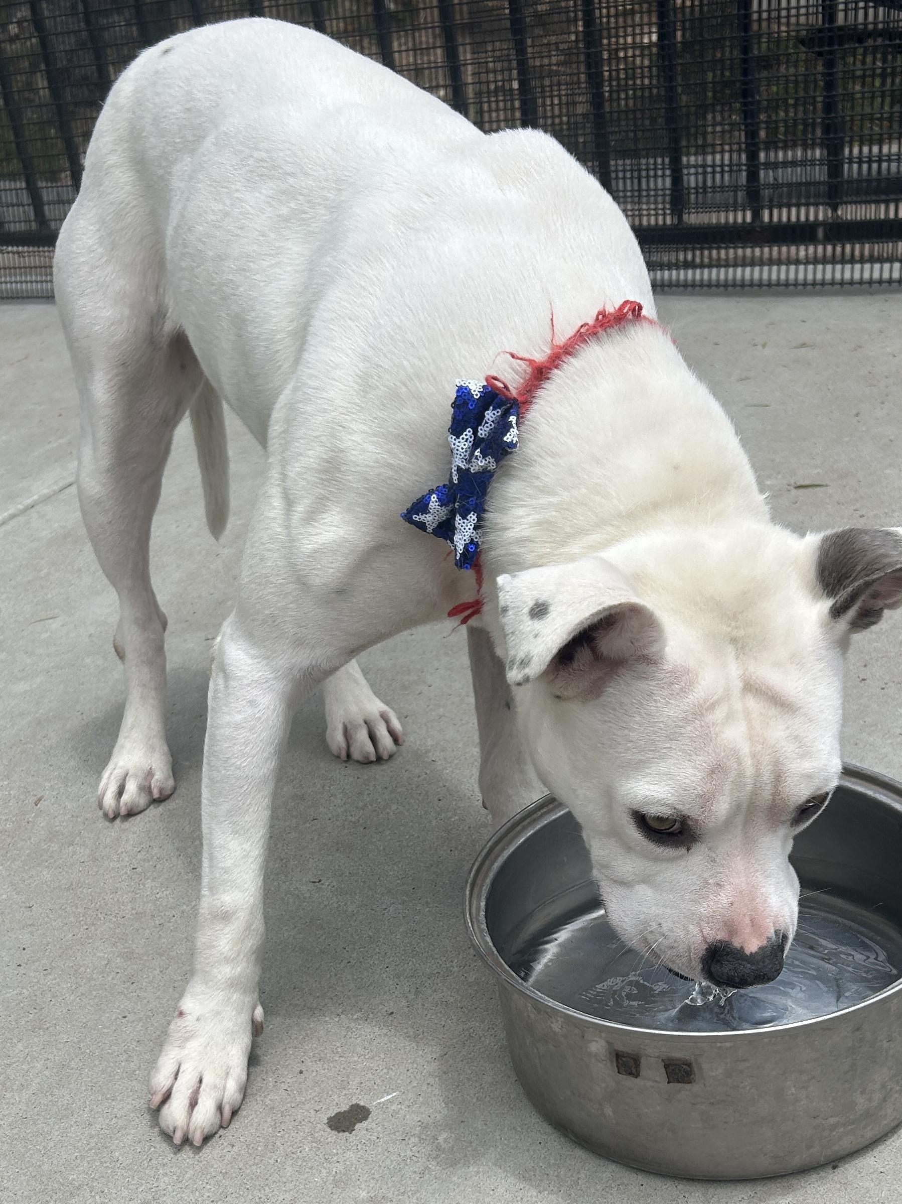 FLOWER, a ADOPTABLE mixed breed in El Cajon, CA image 6/6