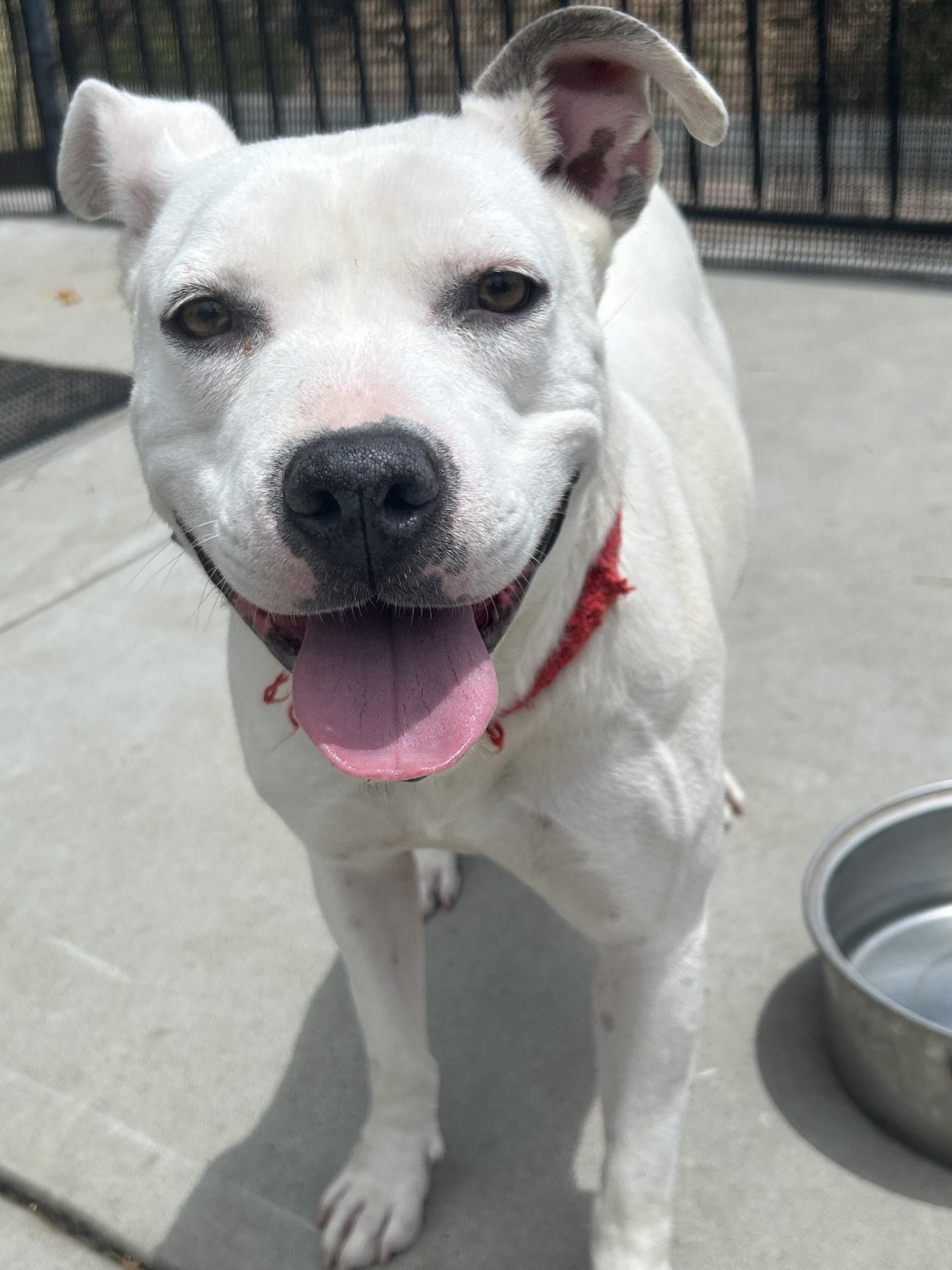 FLOWER, a ADOPTABLE mixed breed in El Cajon, CA image 4/6