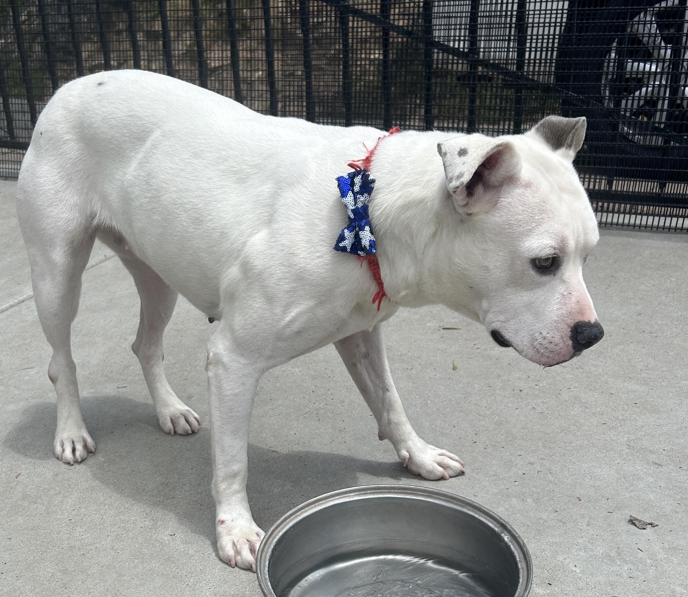 FLOWER, a ADOPTABLE mixed breed in El Cajon, CA image 5/6