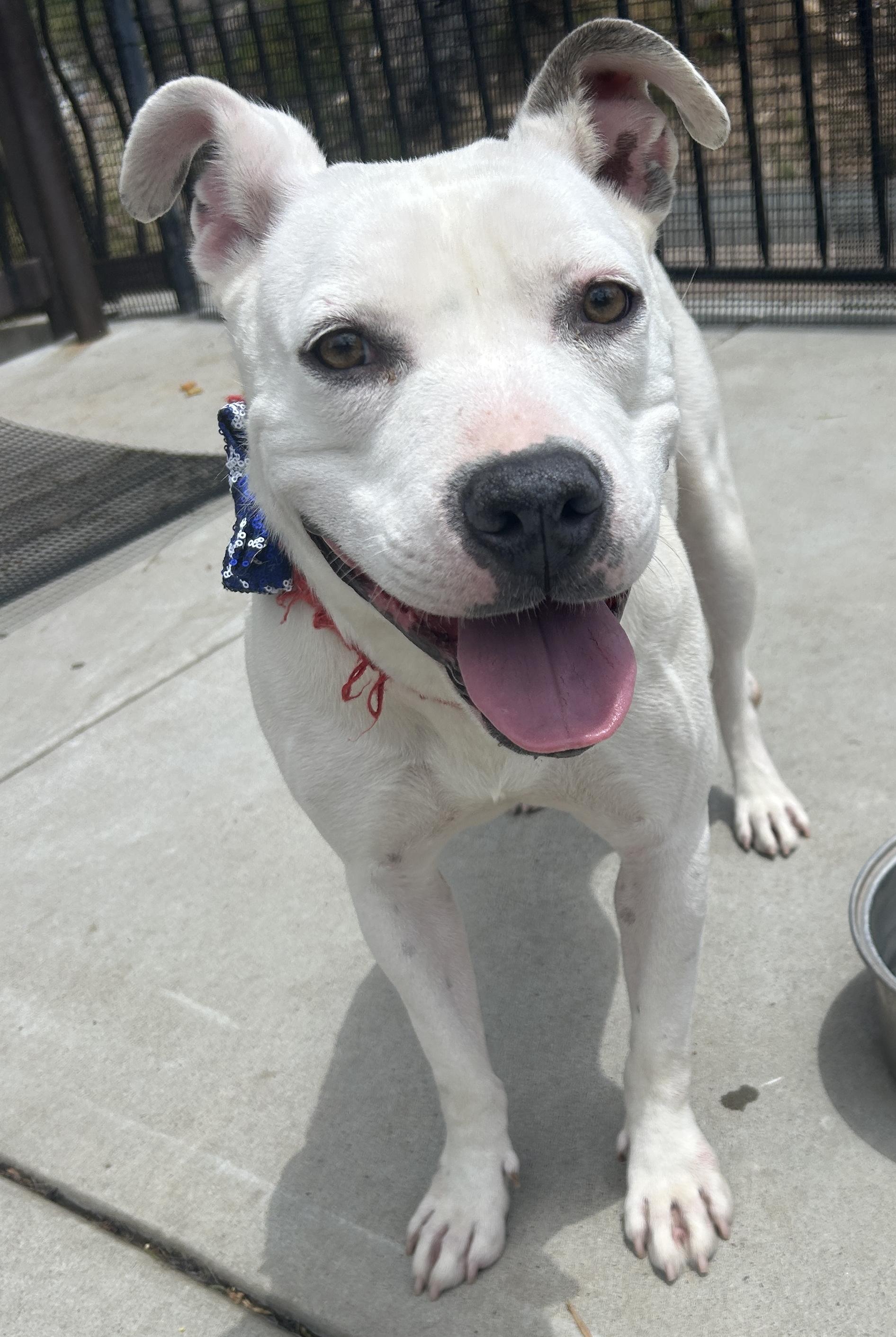 FLOWER, a ADOPTABLE mixed breed in El Cajon, CA image 2/6