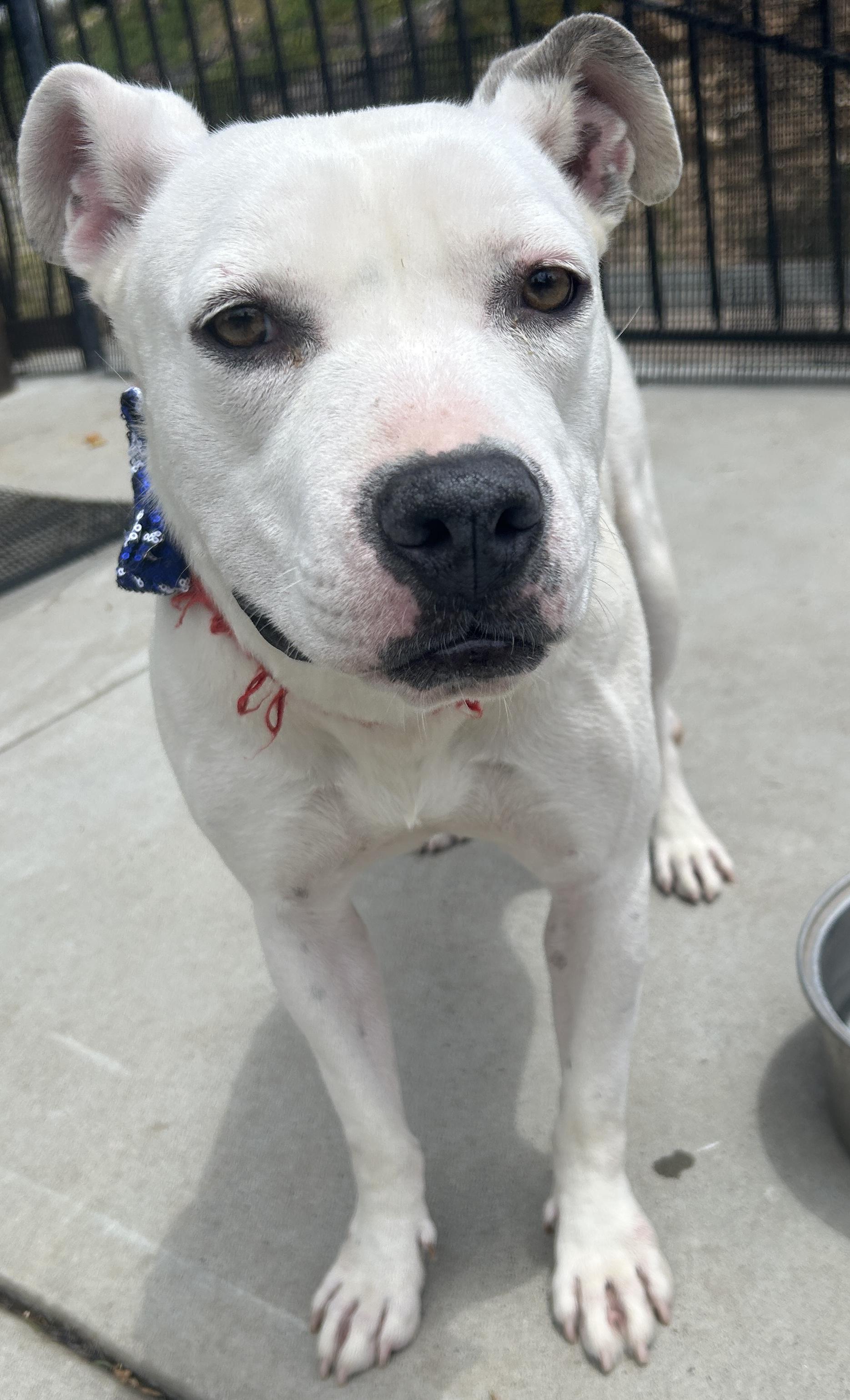FLOWER, a ADOPTABLE mixed breed in El Cajon, CA image 3/6