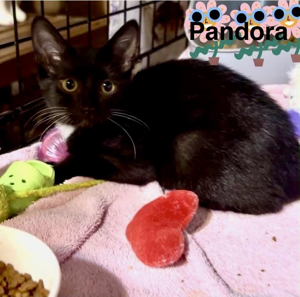 Pandora, Adopted, Kitten Female Domestic Short Hair.
