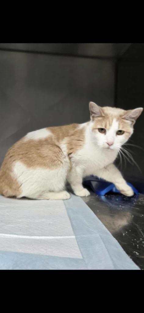 Betty, Adoptable, Young Female Domestic Short Hair.