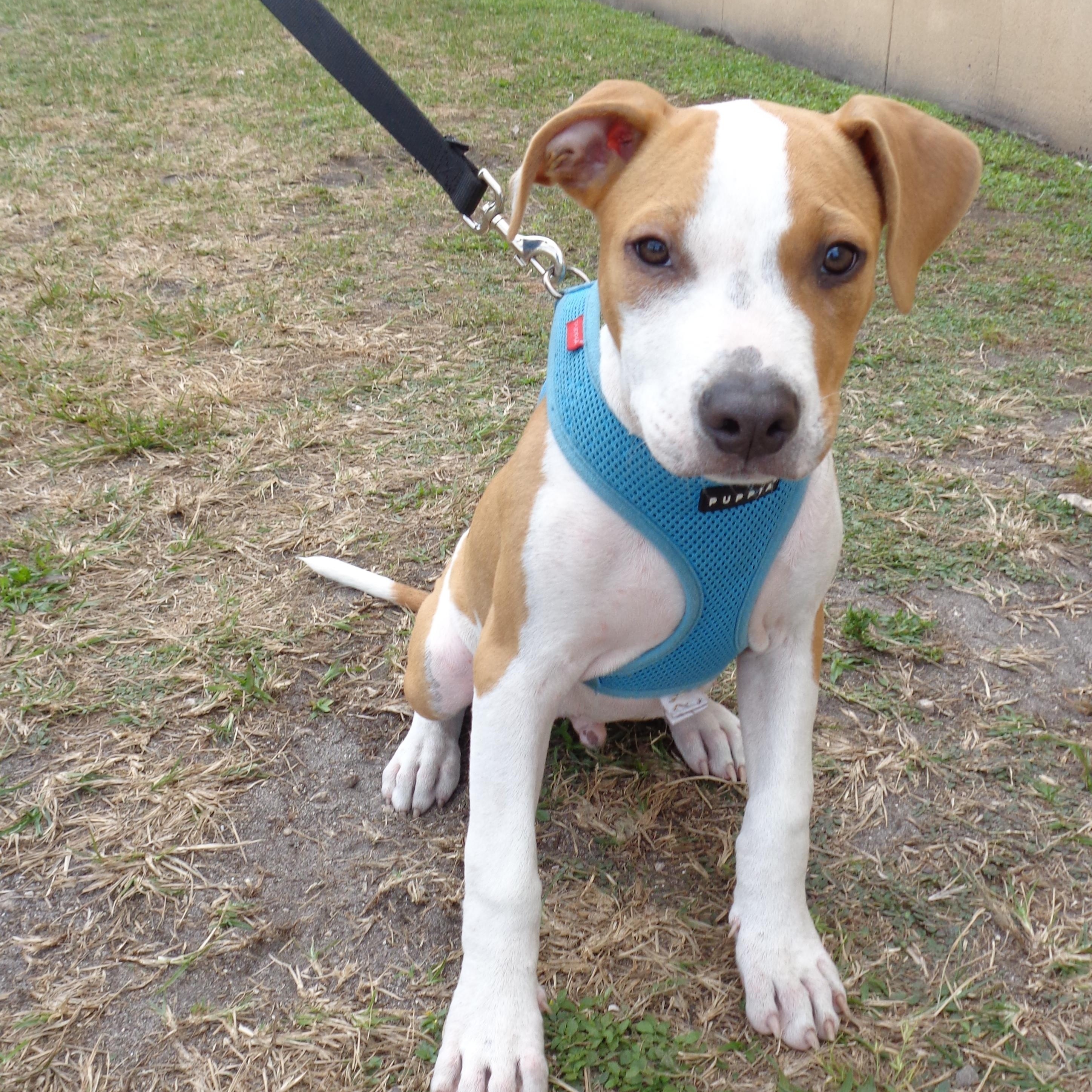 Enlarge HUEY-TRAINED DOG, a Adoptable mixed breed in Miami, FL image 1/1