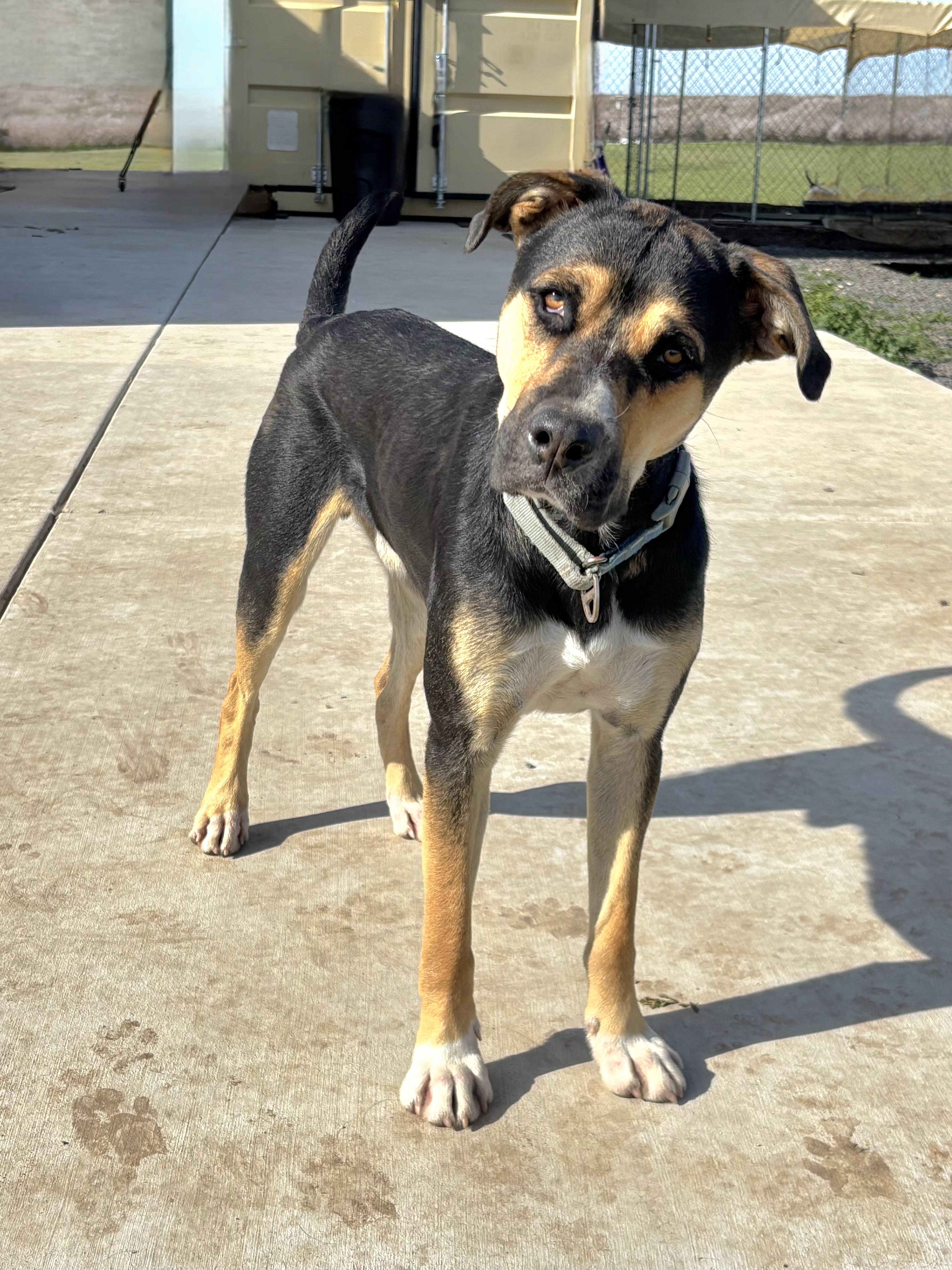 Bruce, Adoptable, Young Male Husky & Rottweiler.