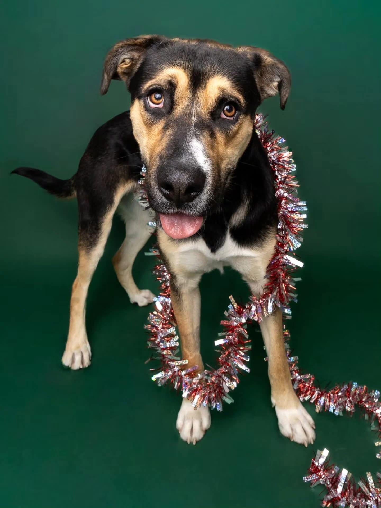 Bruce, Adoptable, Young Male Husky & Rottweiler.