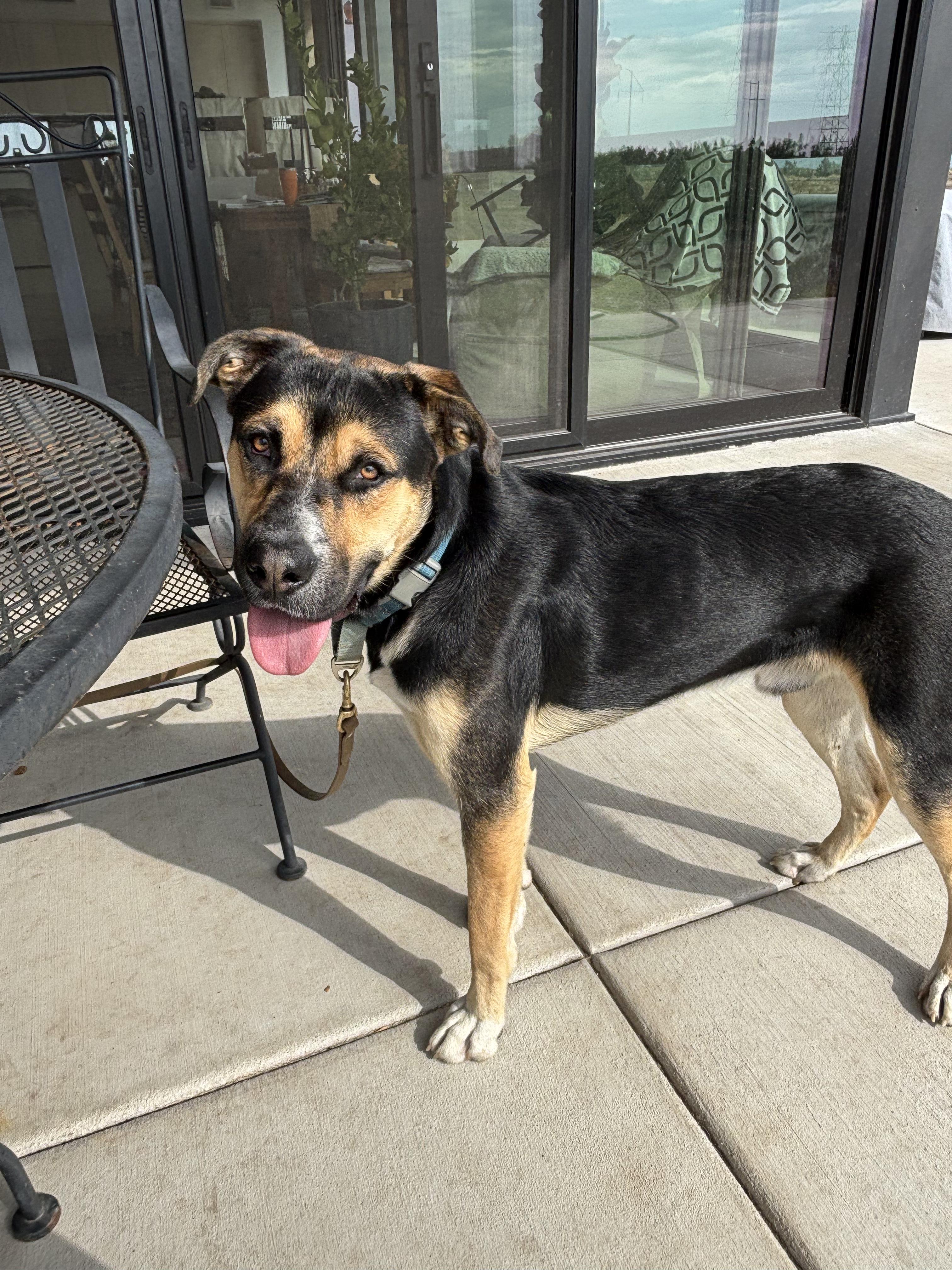 Bruce, a Adoptable mixed breed in Tracy, CA image 2/5