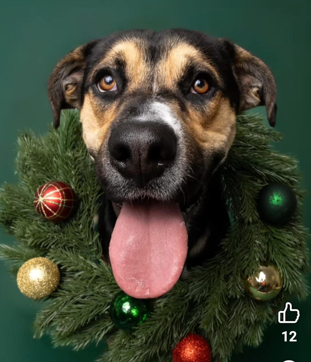 Bruce, a Adoptable mixed breed in Tracy, CA image 3/5