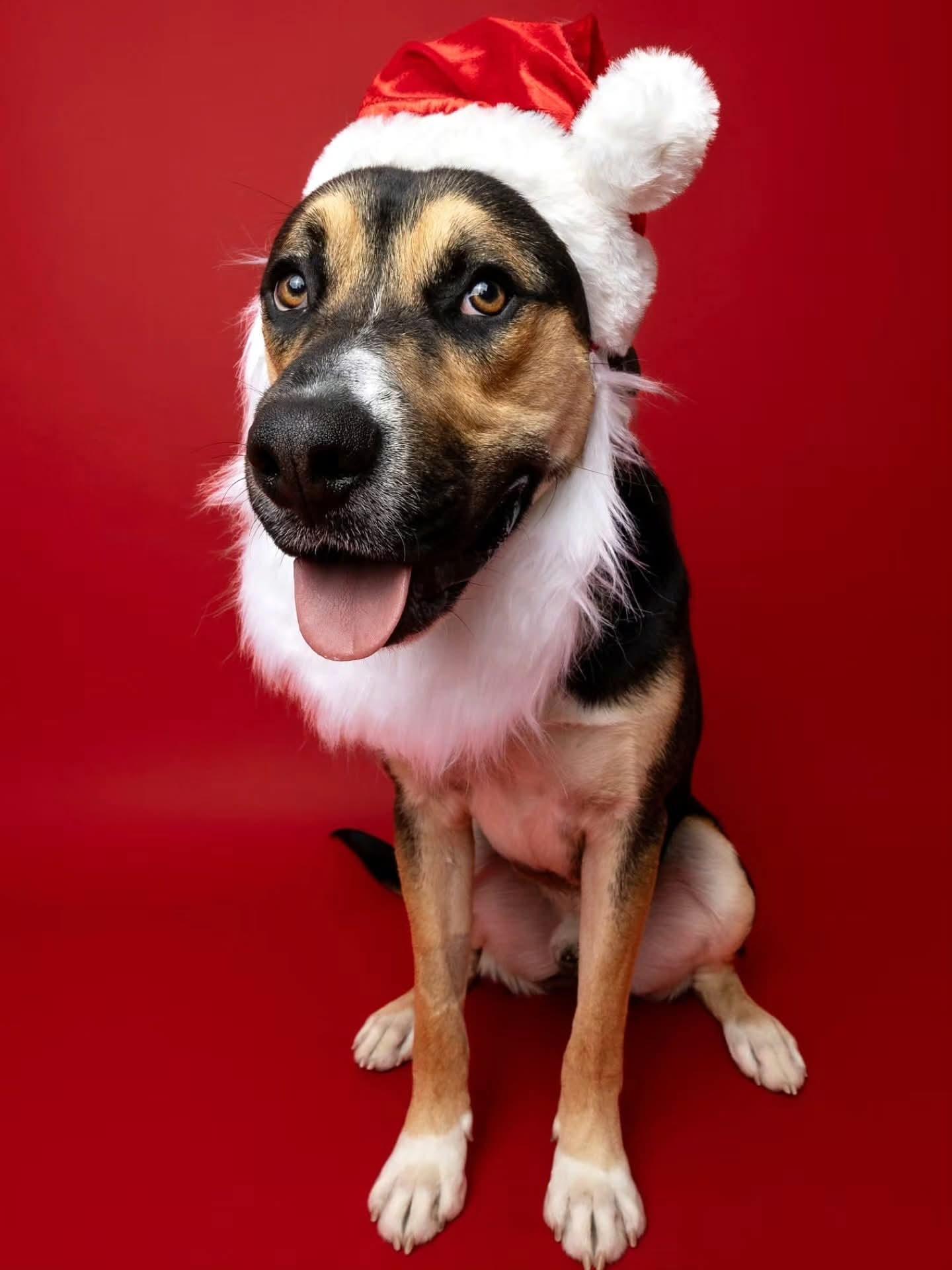 Bruce, a Adoptable mixed breed in Tracy, CA image 4/5