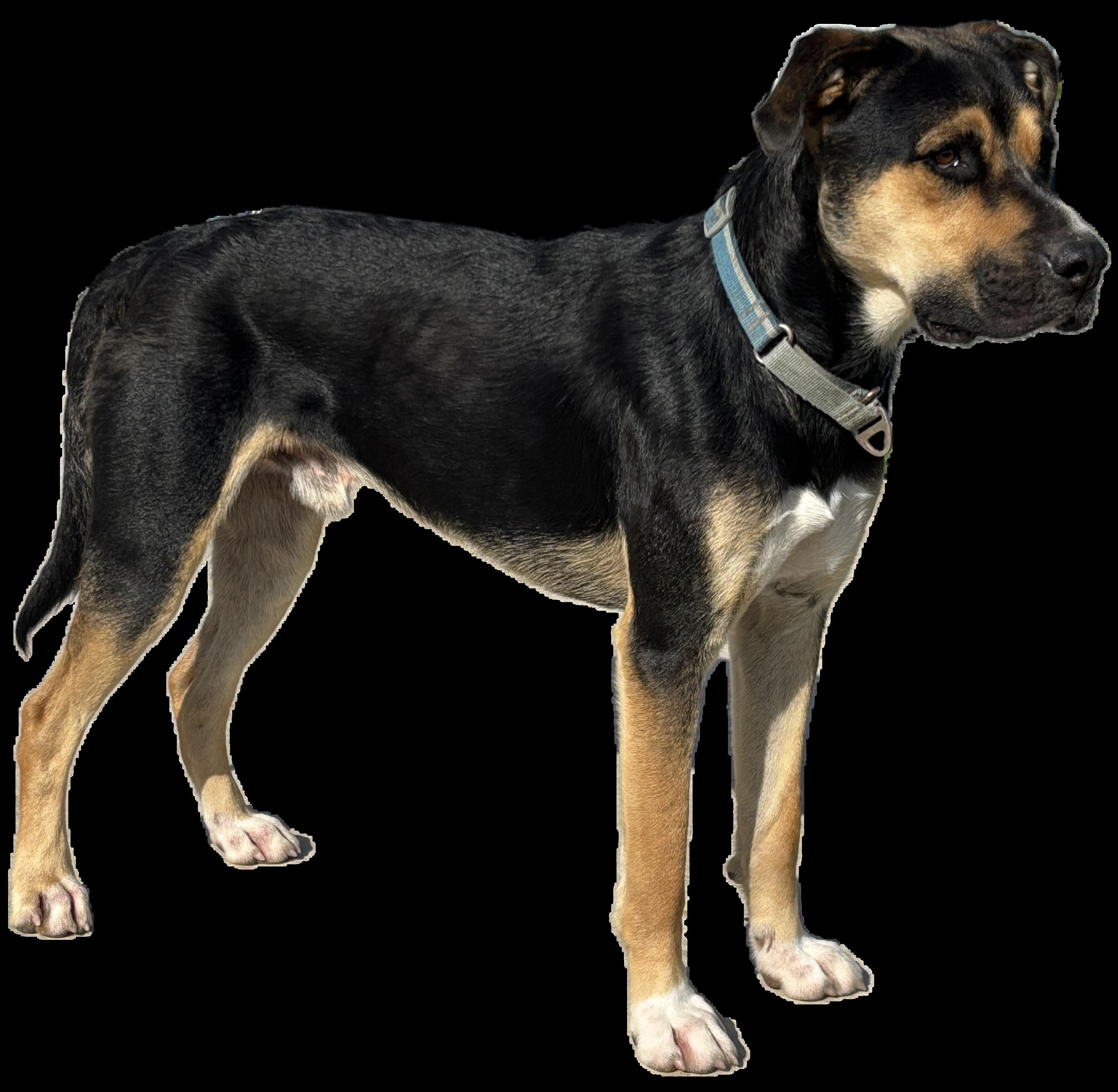 Enlarge Bruce, a Adoptable mixed breed in Tracy, CA image 2/6