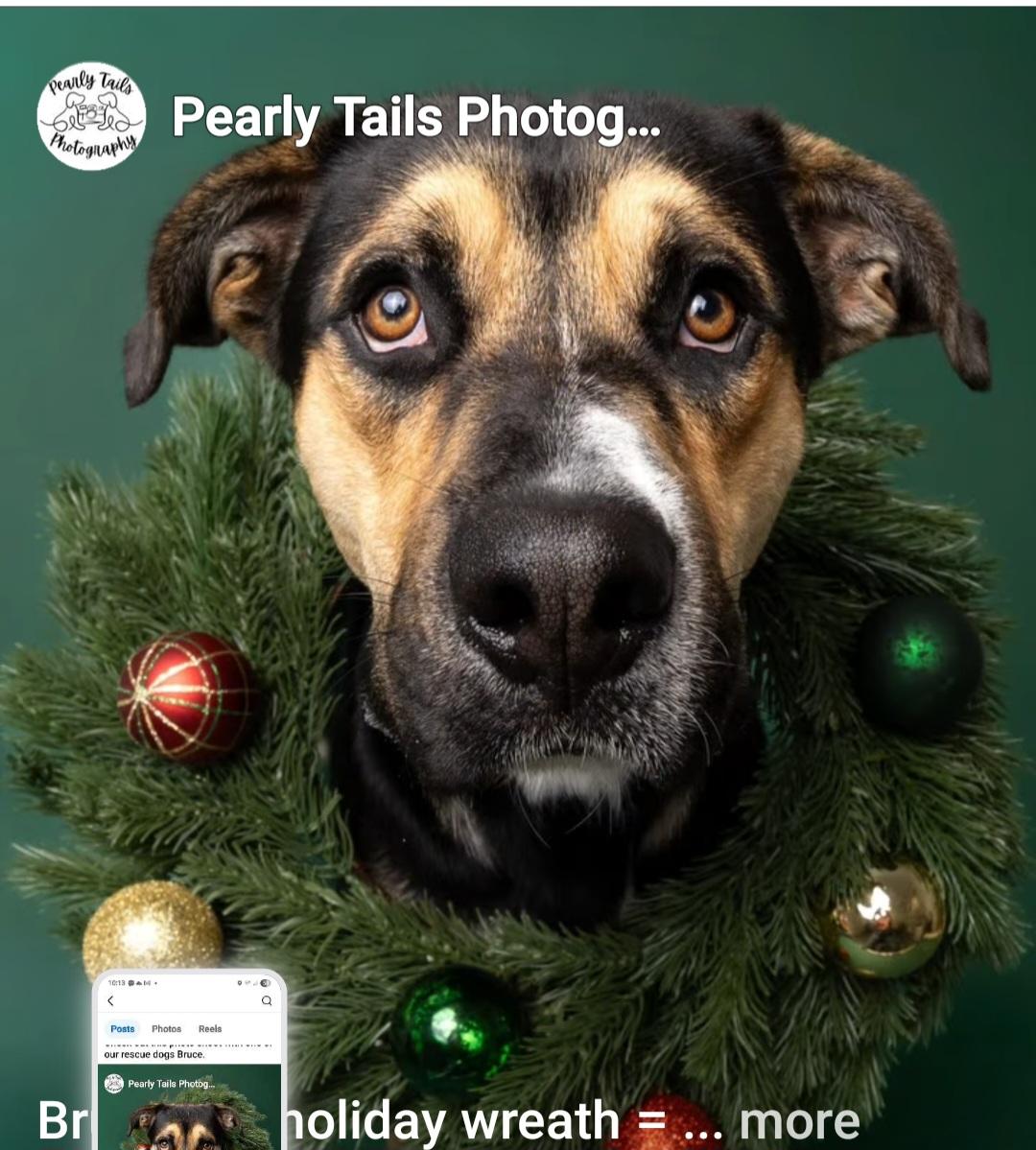 Bruce, a Adoptable mixed breed in Tracy, CA image 5/5