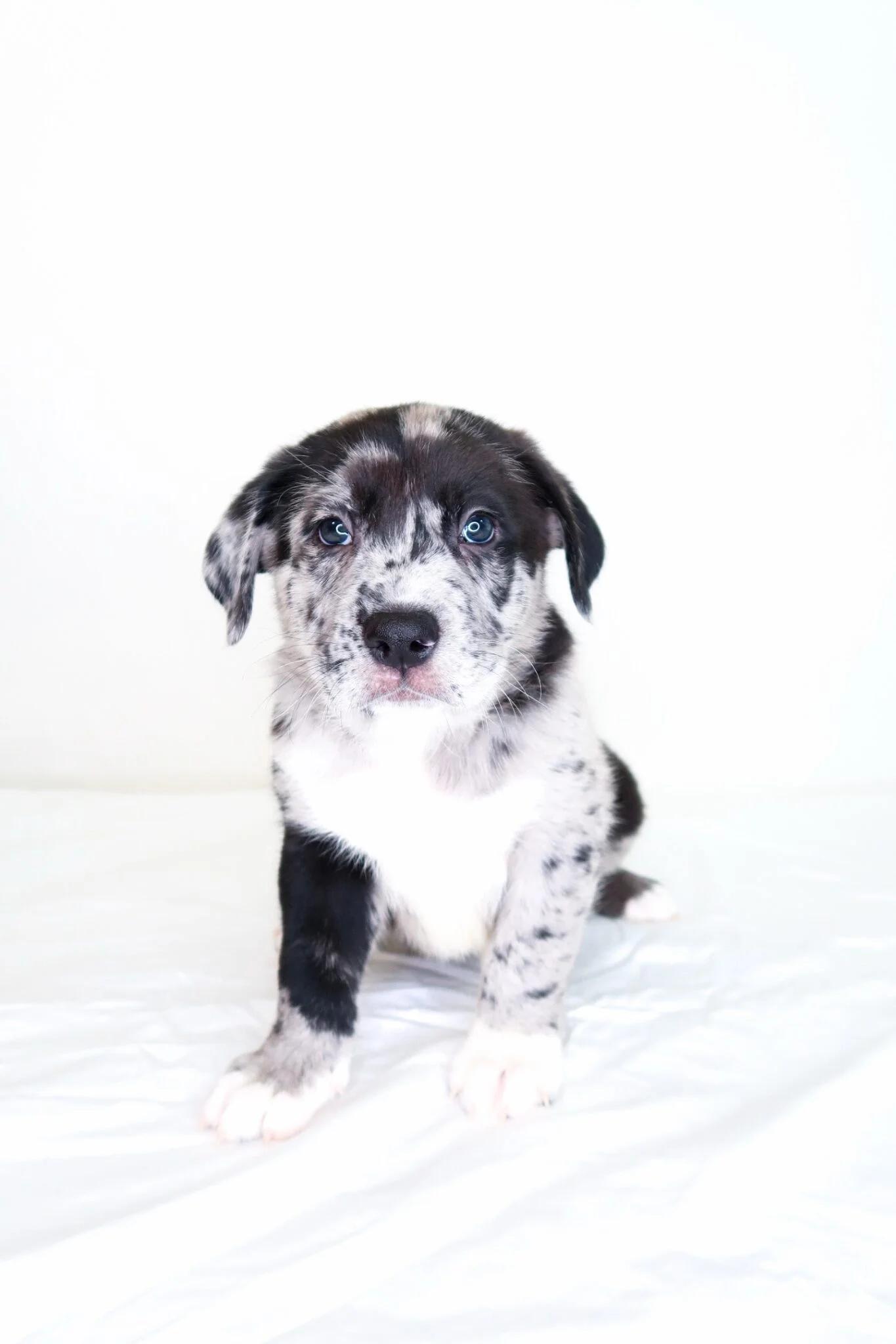 Enlarge Kupp, an adopted mixed breed in Bixby, OK image 1/6
