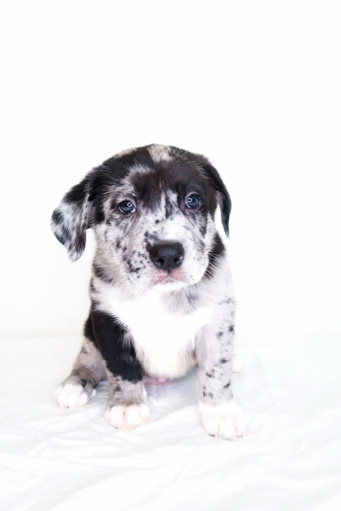 Enlarge Kupp, an adopted mixed breed in Bixby, OK image 4/6