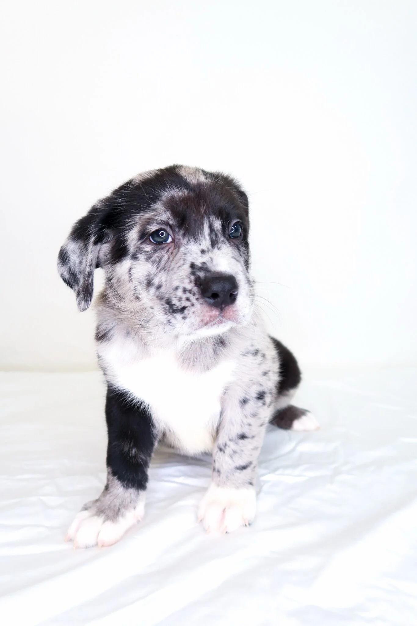 Enlarge Kupp, an adopted mixed breed in Bixby, OK image 6/6