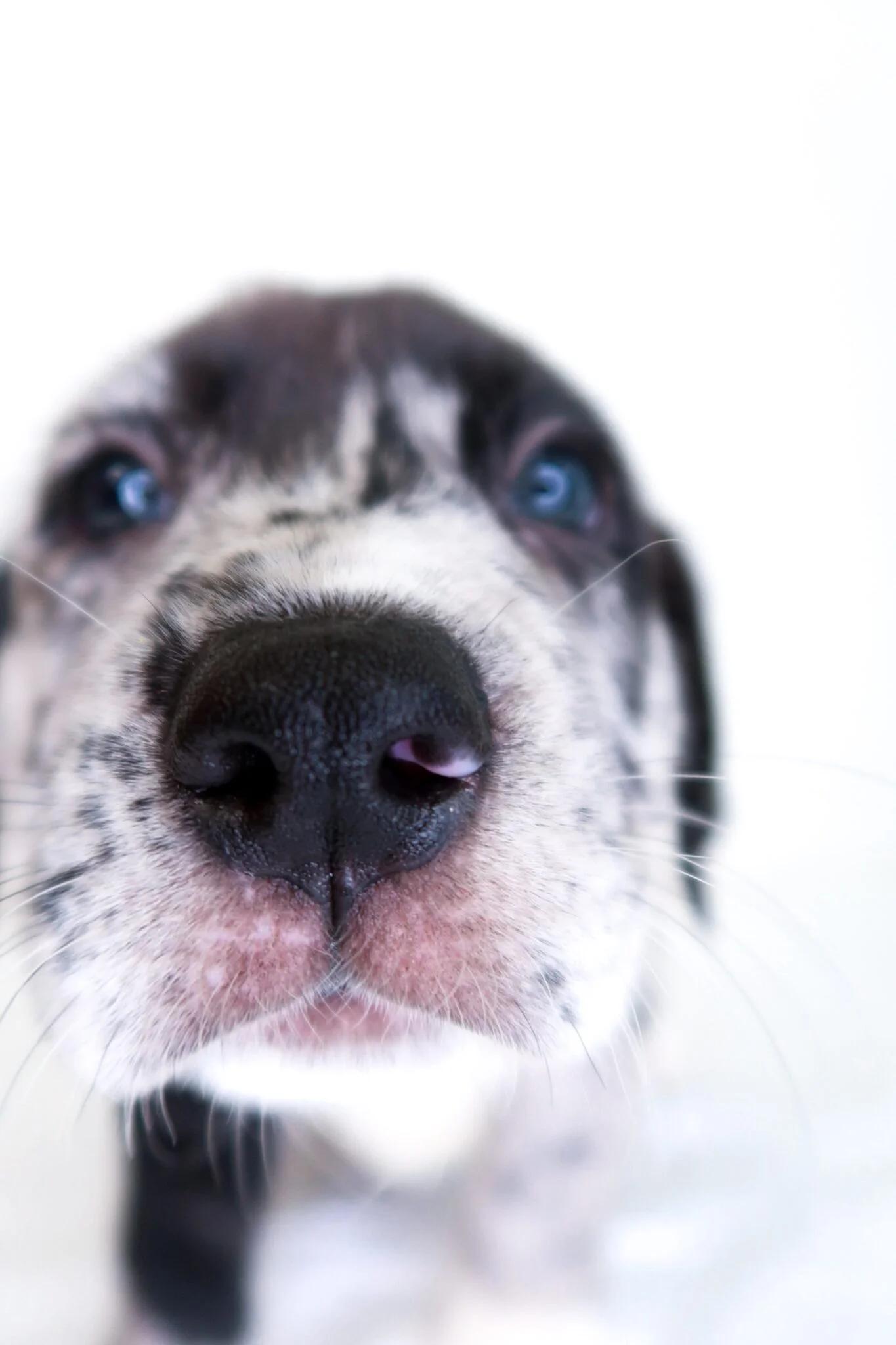 Enlarge Kupp, an adopted mixed breed in Bixby, OK image 3/6