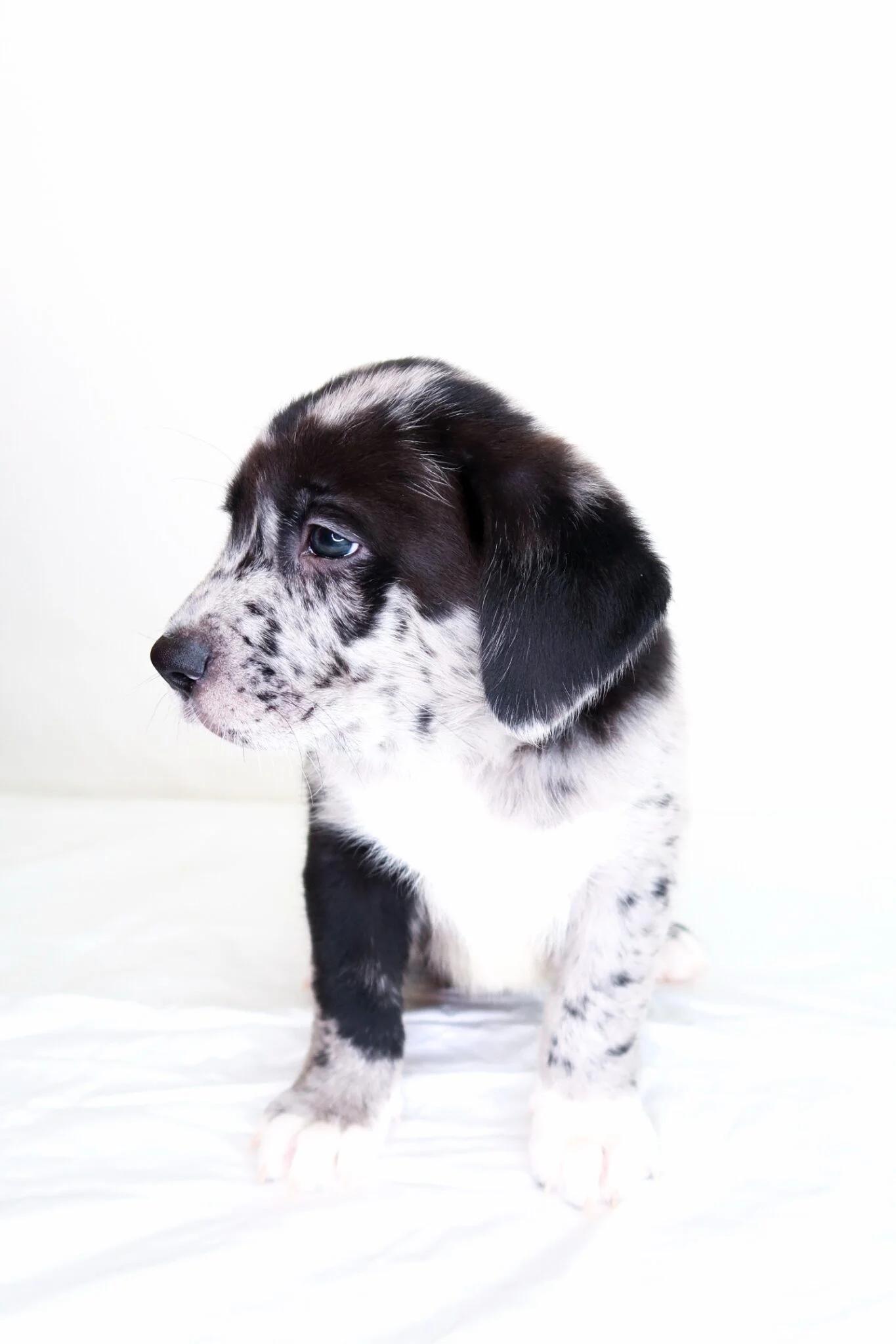 Enlarge Kupp, an adopted mixed breed in Bixby, OK image 5/6