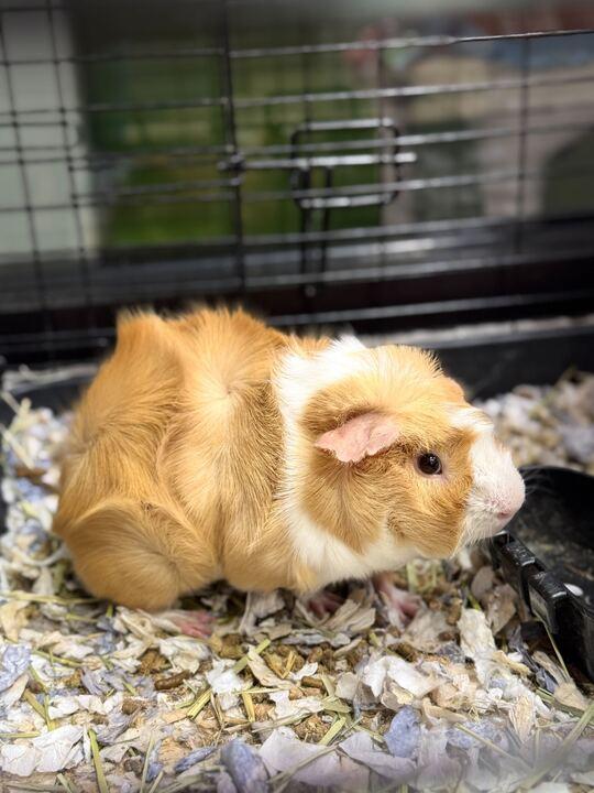Enlarge Butters, a ADOPTABLE Guinea Pig in Jackson, MI image 1/1