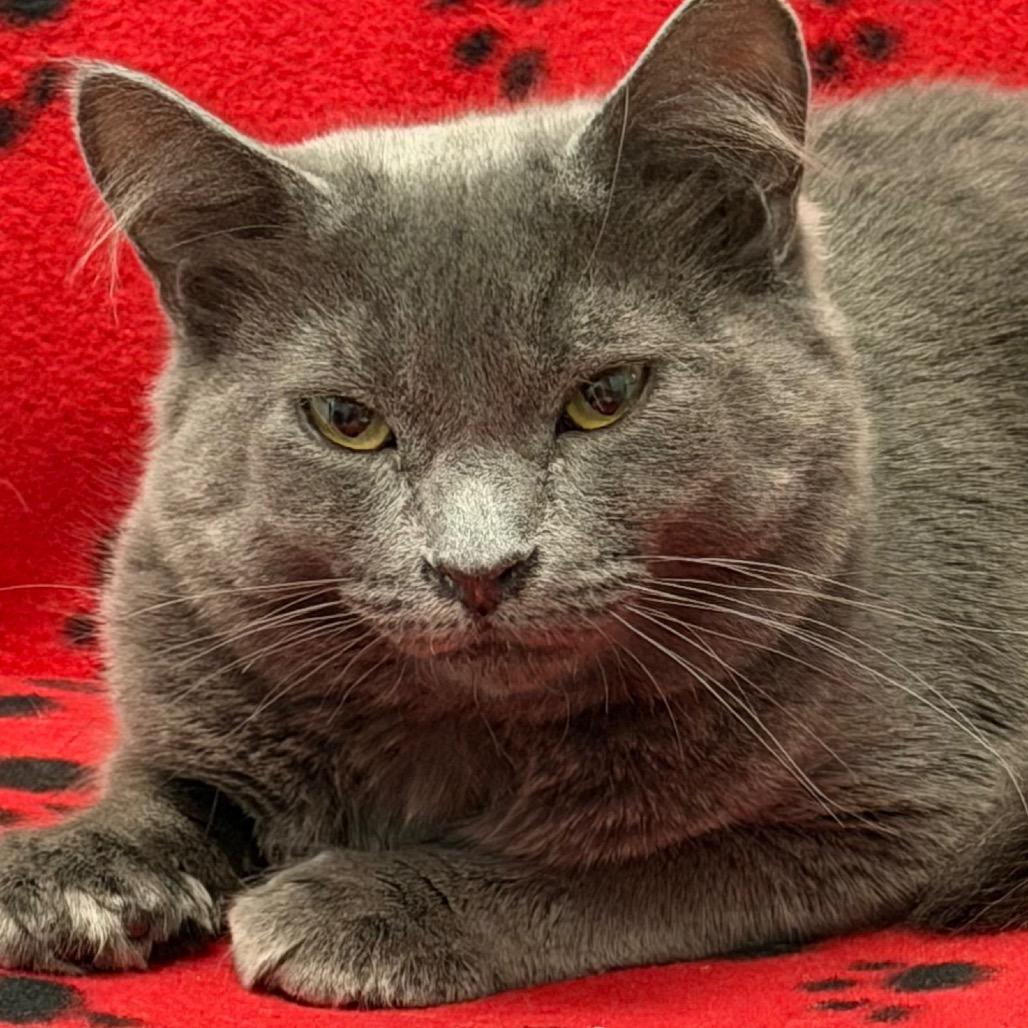 Lilia, Adoptable, Young Female Domestic Long Hair.