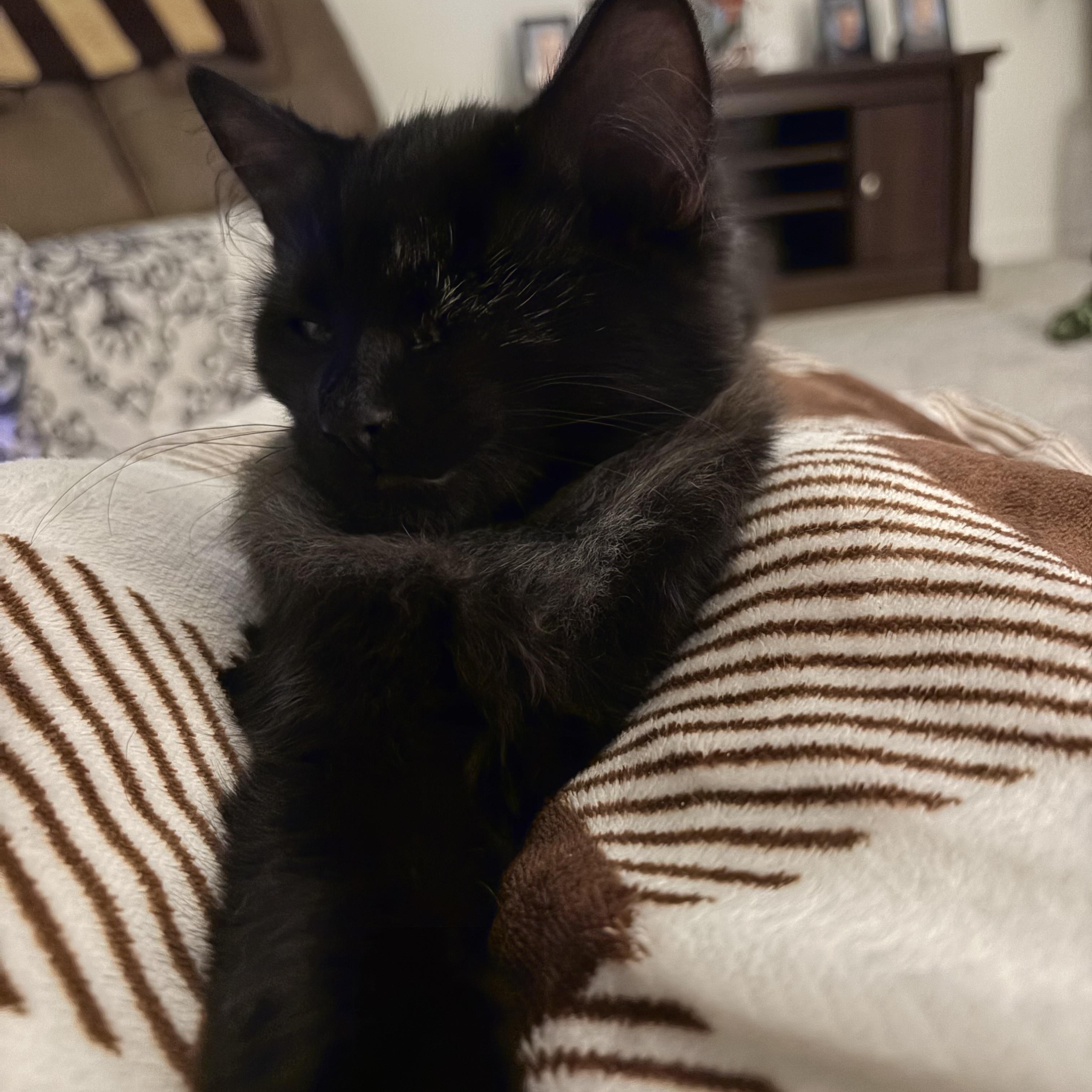 Laney, a Adoptable Domestic Long Hair in Hudson, WI image 2/4