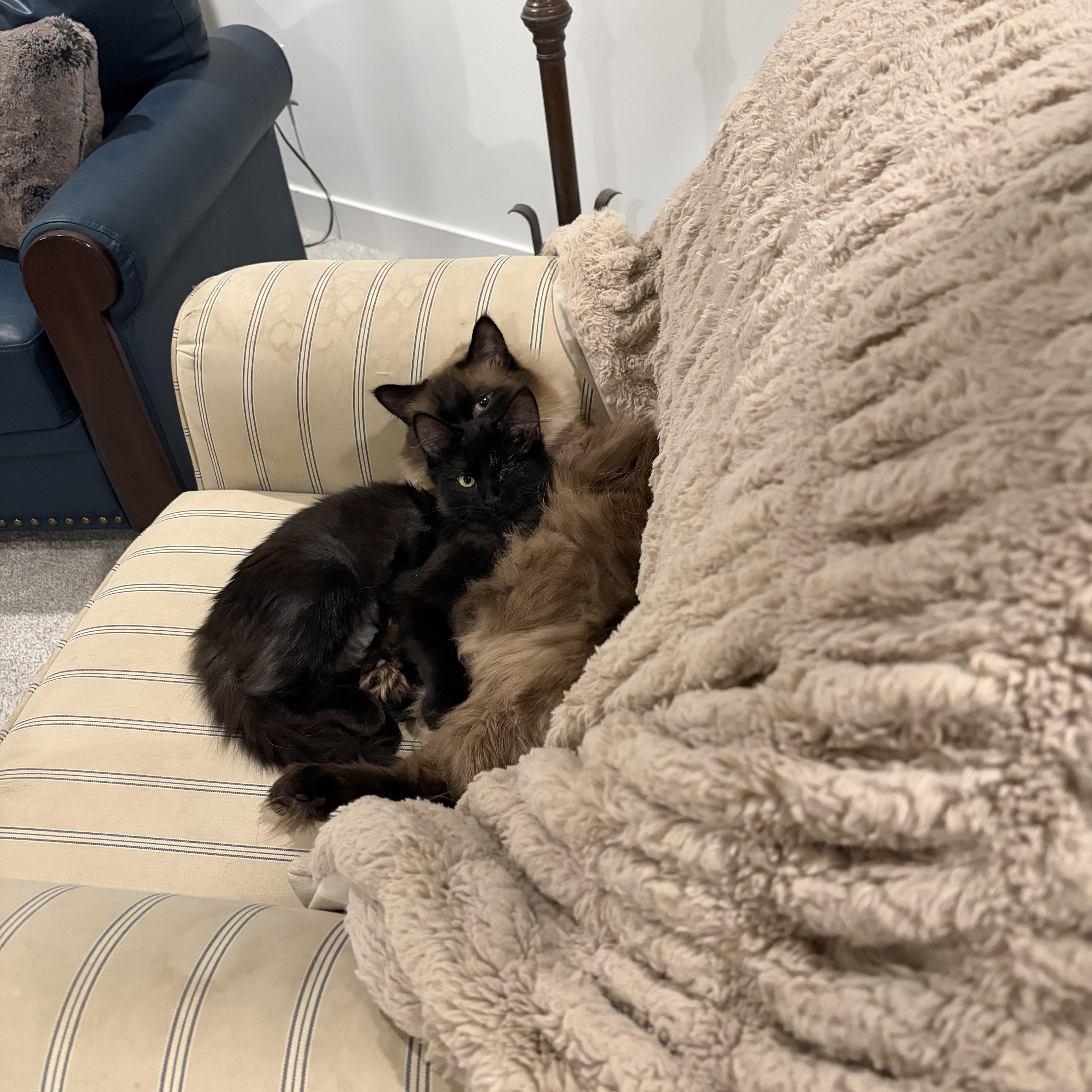 Laney, a Adoptable Domestic Long Hair in Hudson, WI image 4/4