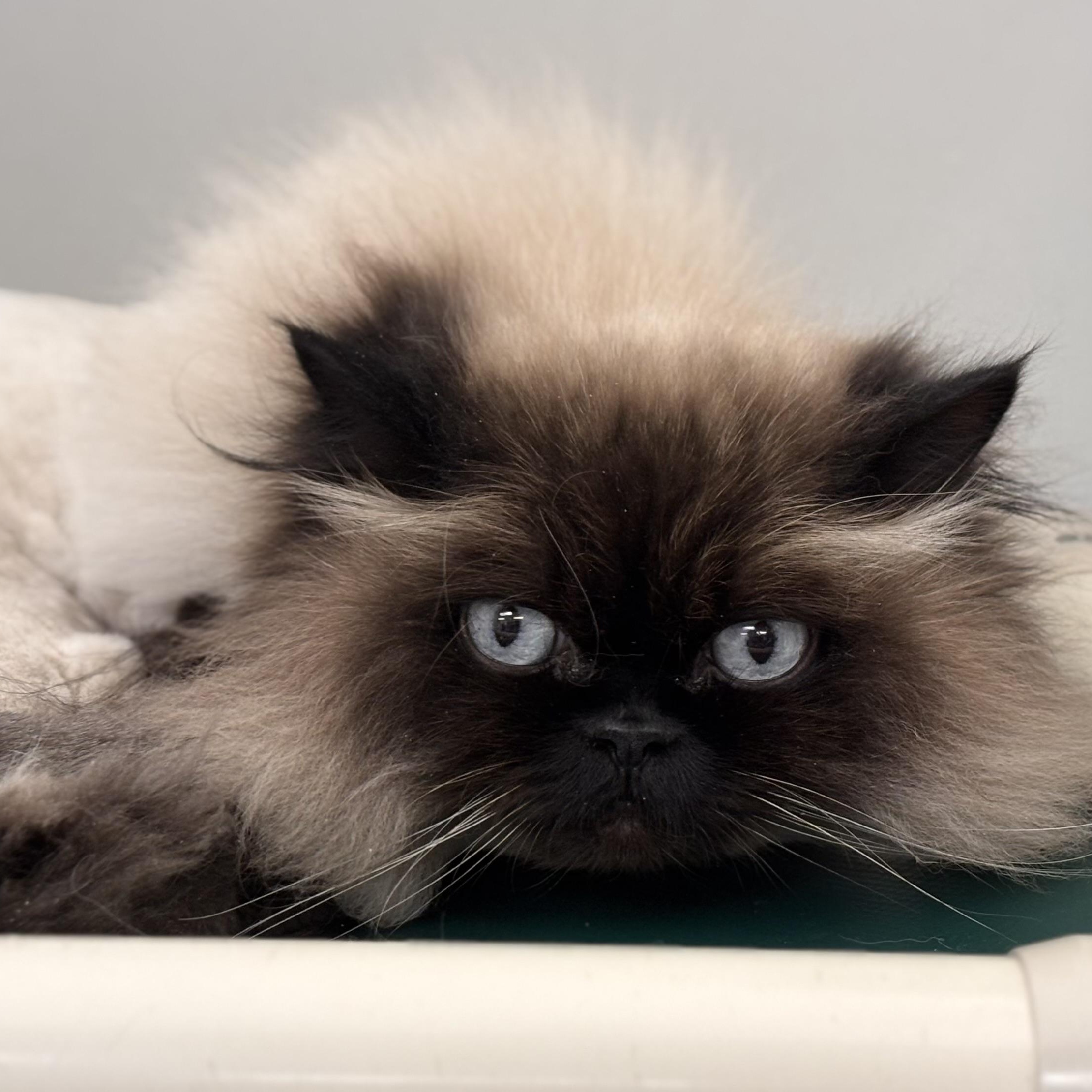 Princess And Kiki thumbnail 3