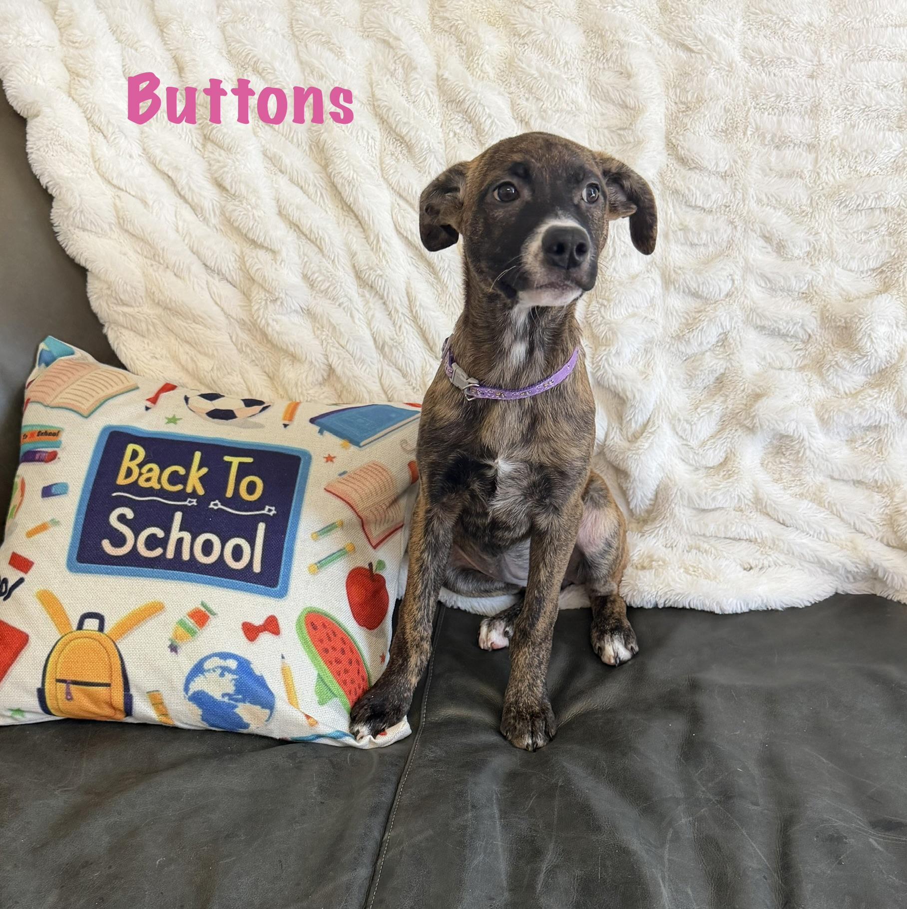 Buttons, ADOPTABLE, Puppy Female Feist.